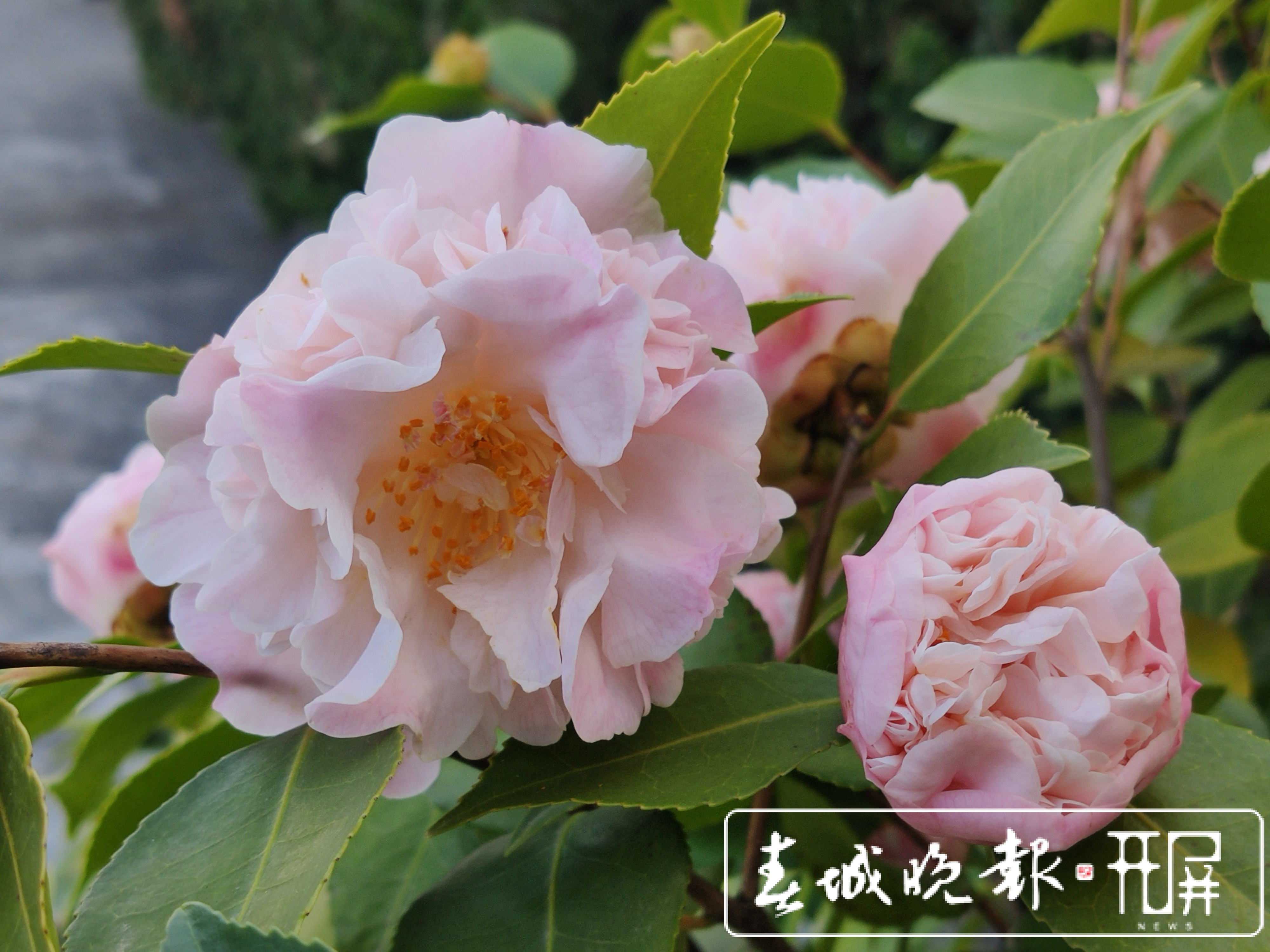 大理的茶花开了！春节来大理赶花gai (13).jpg