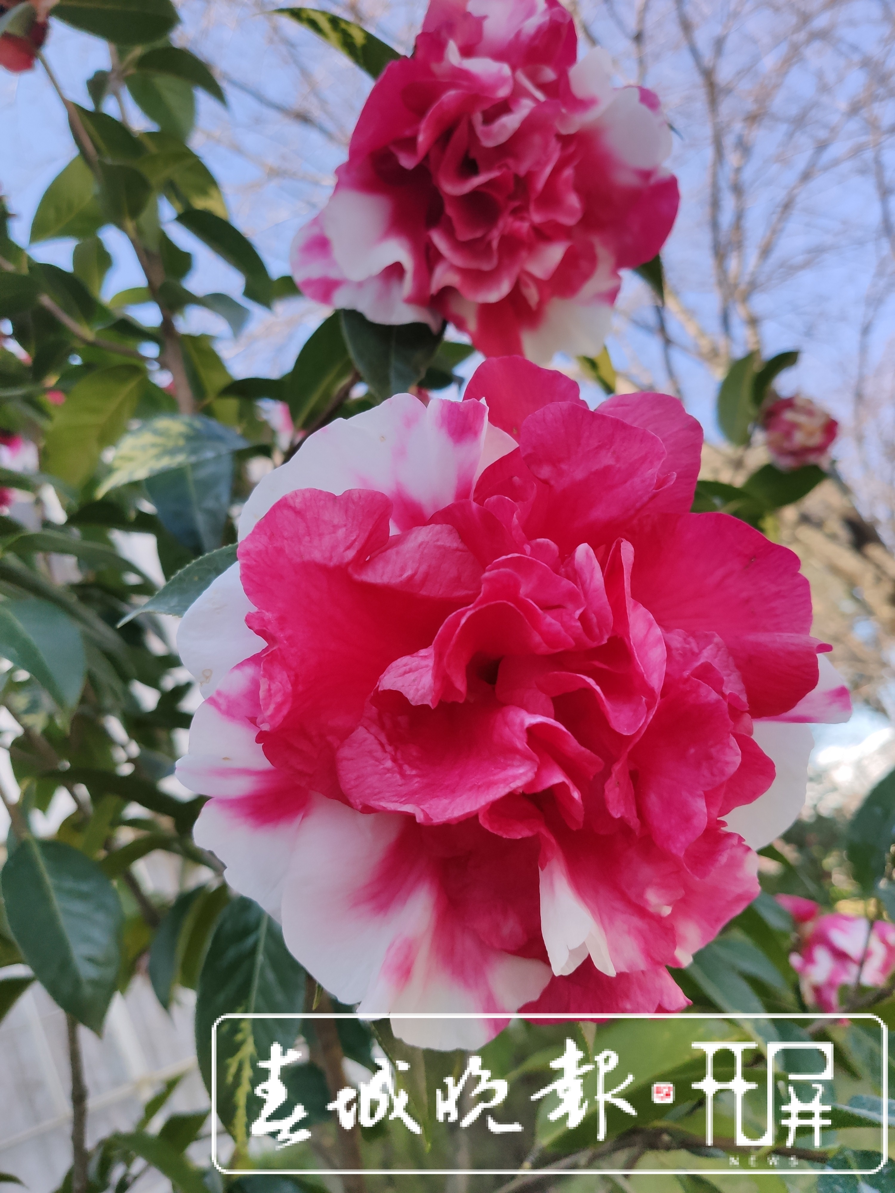 大理的茶花开了！春节来大理赶花gai (10).jpg