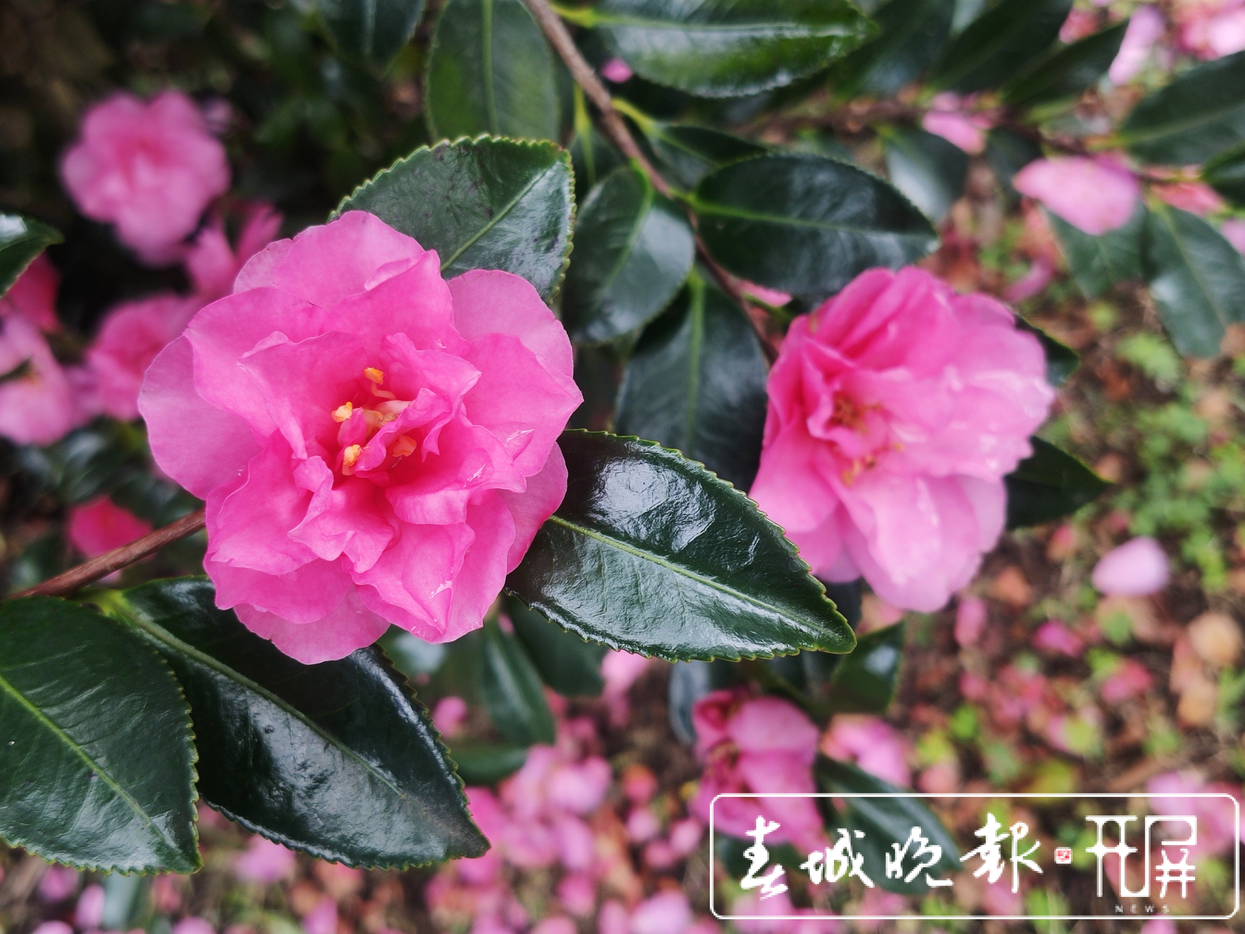 大理的茶花开了！春节来大理赶花gai (1).jpg