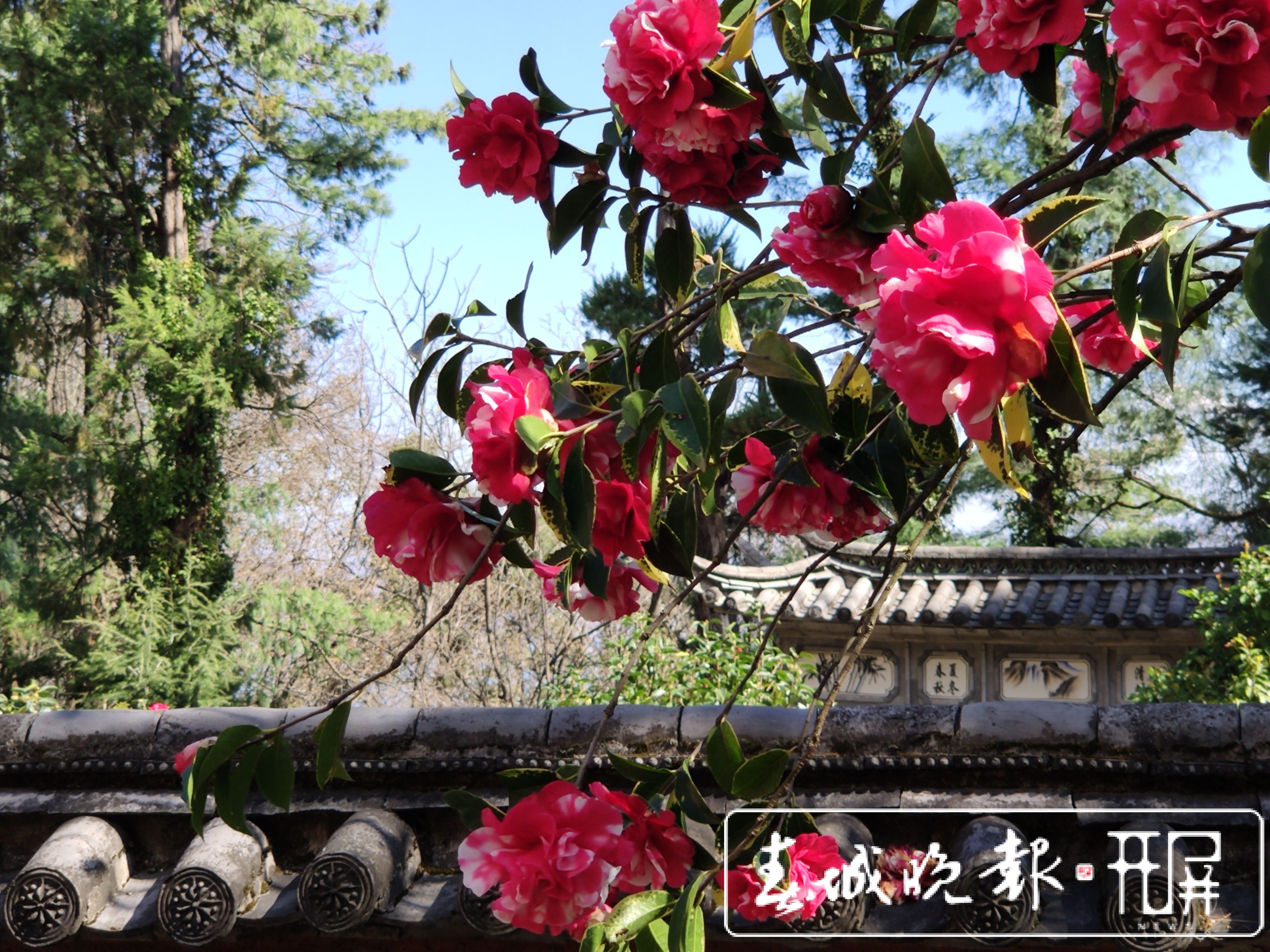 大理的茶花开了！春节来大理赶花gai (5).jpg