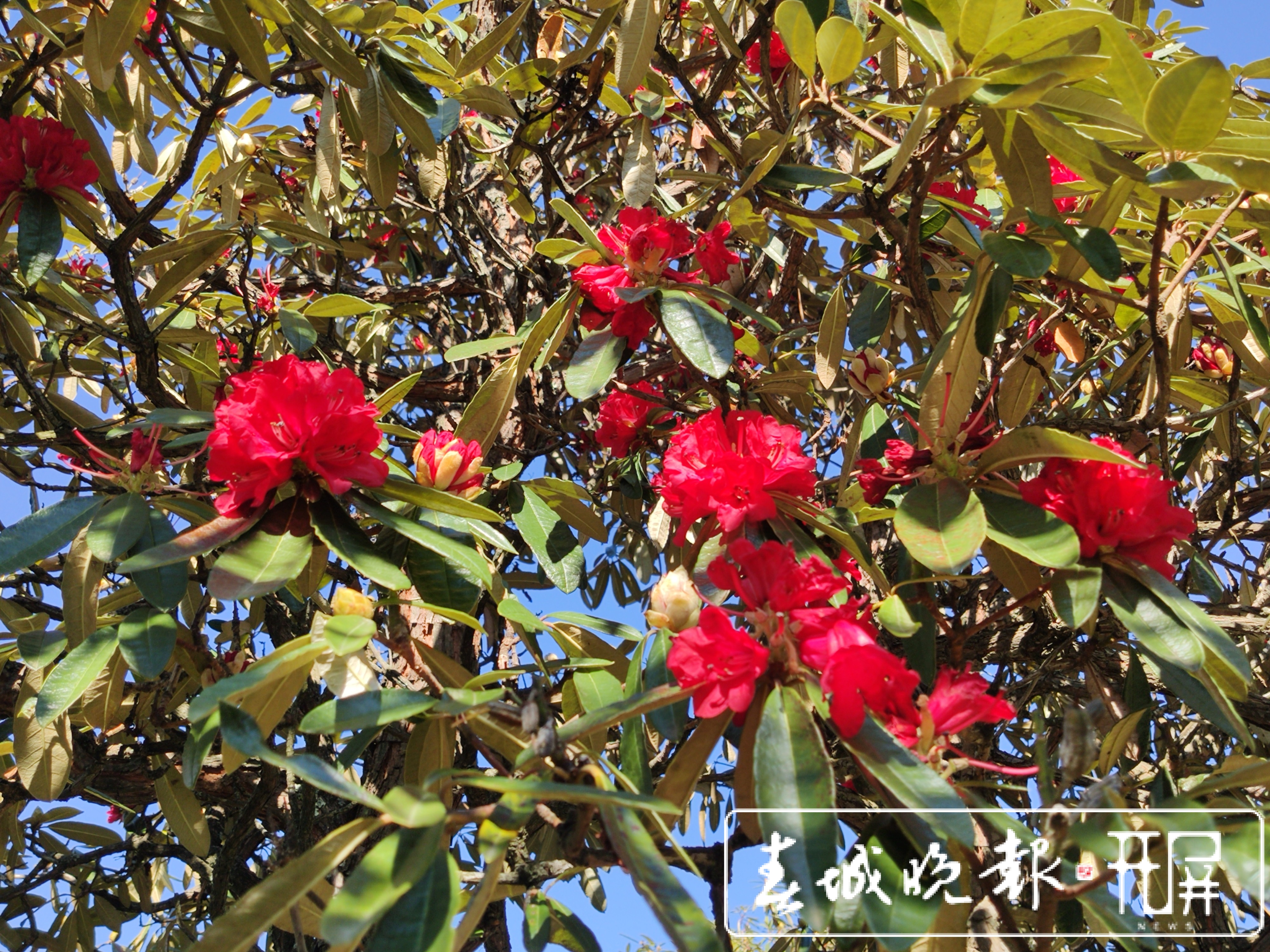 大理的茶花开了！春节来大理赶花gai (6).jpg