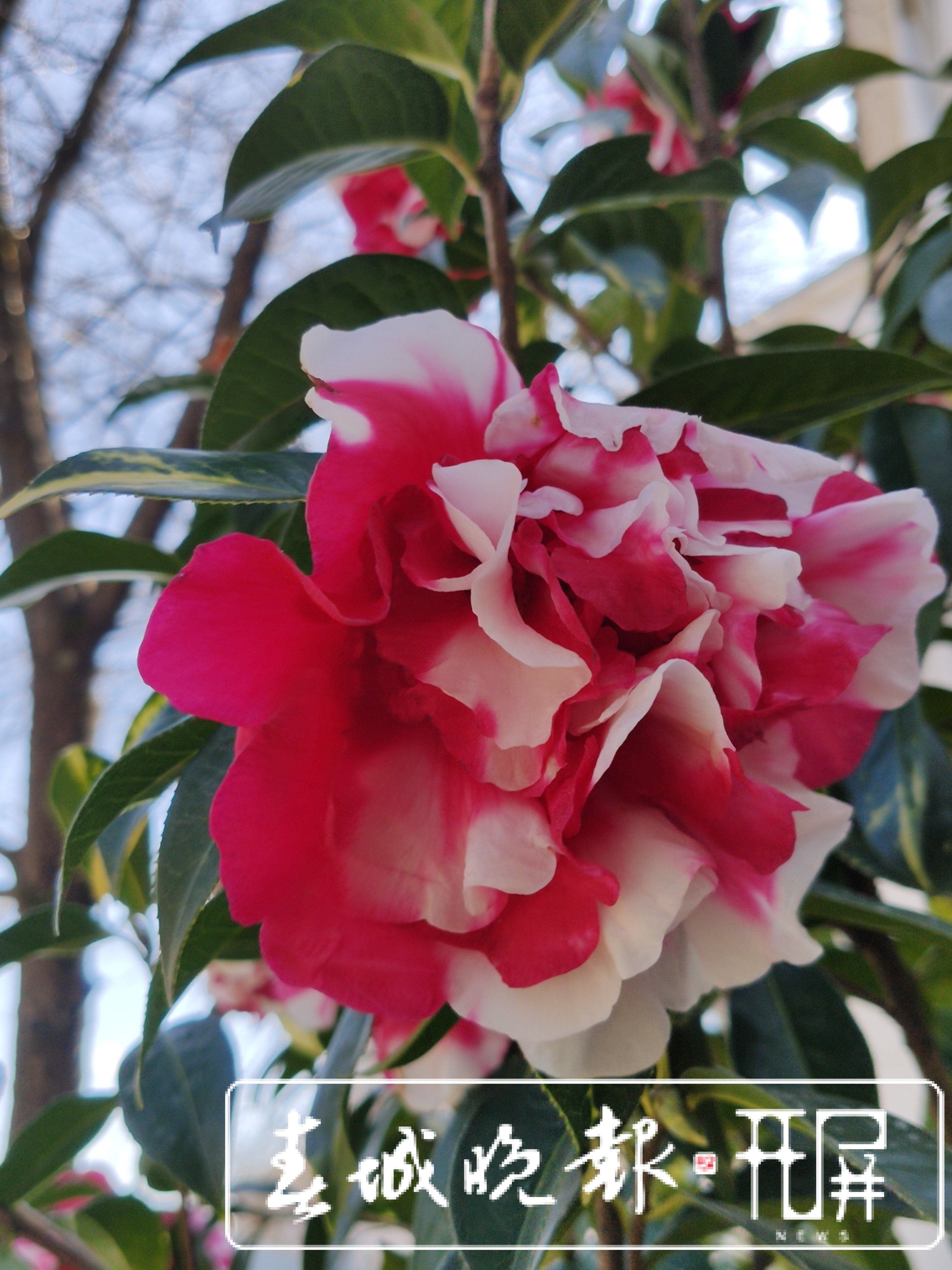 大理的茶花开了！春节来大理赶花gai (12).jpg