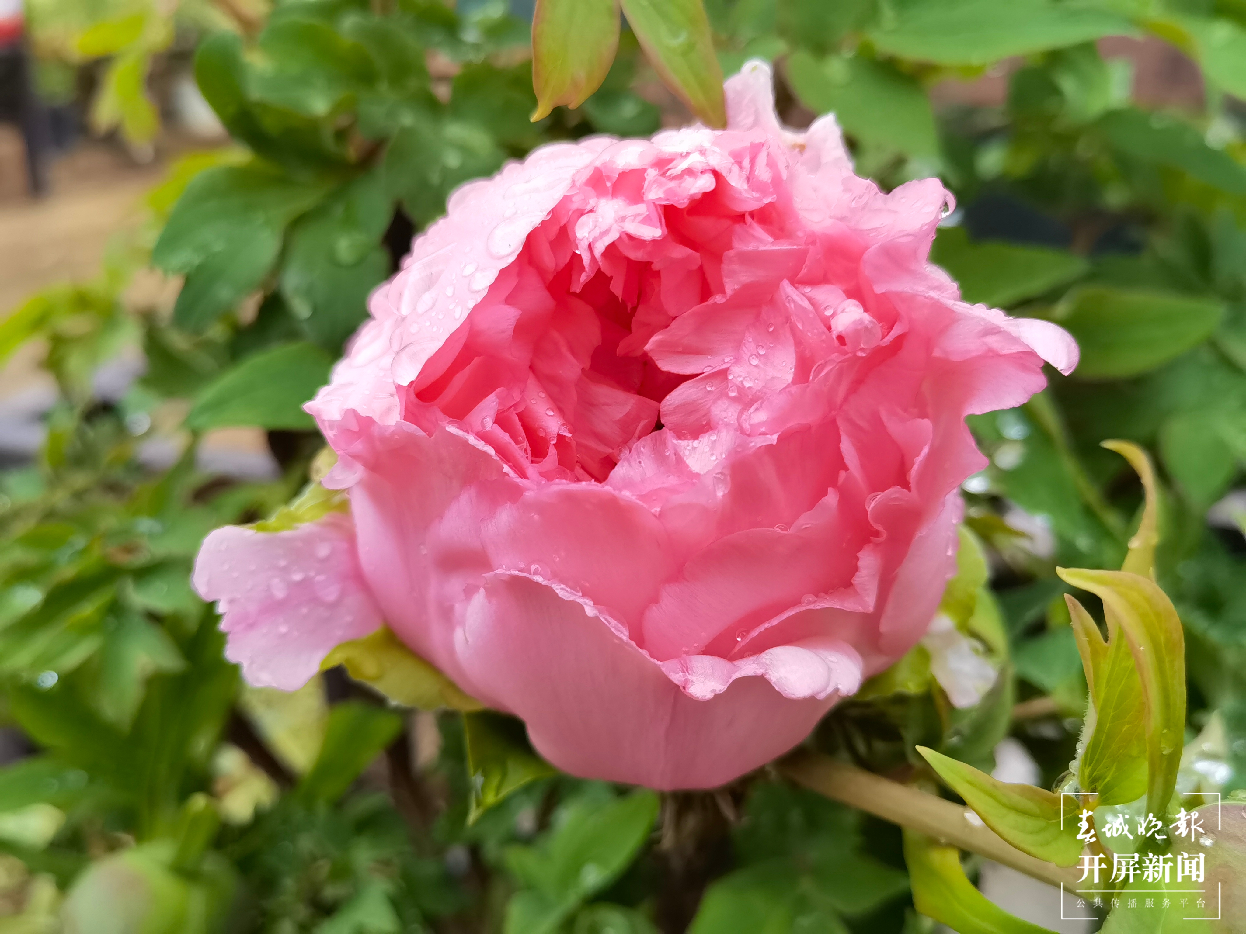 昆明各大公园（供图）