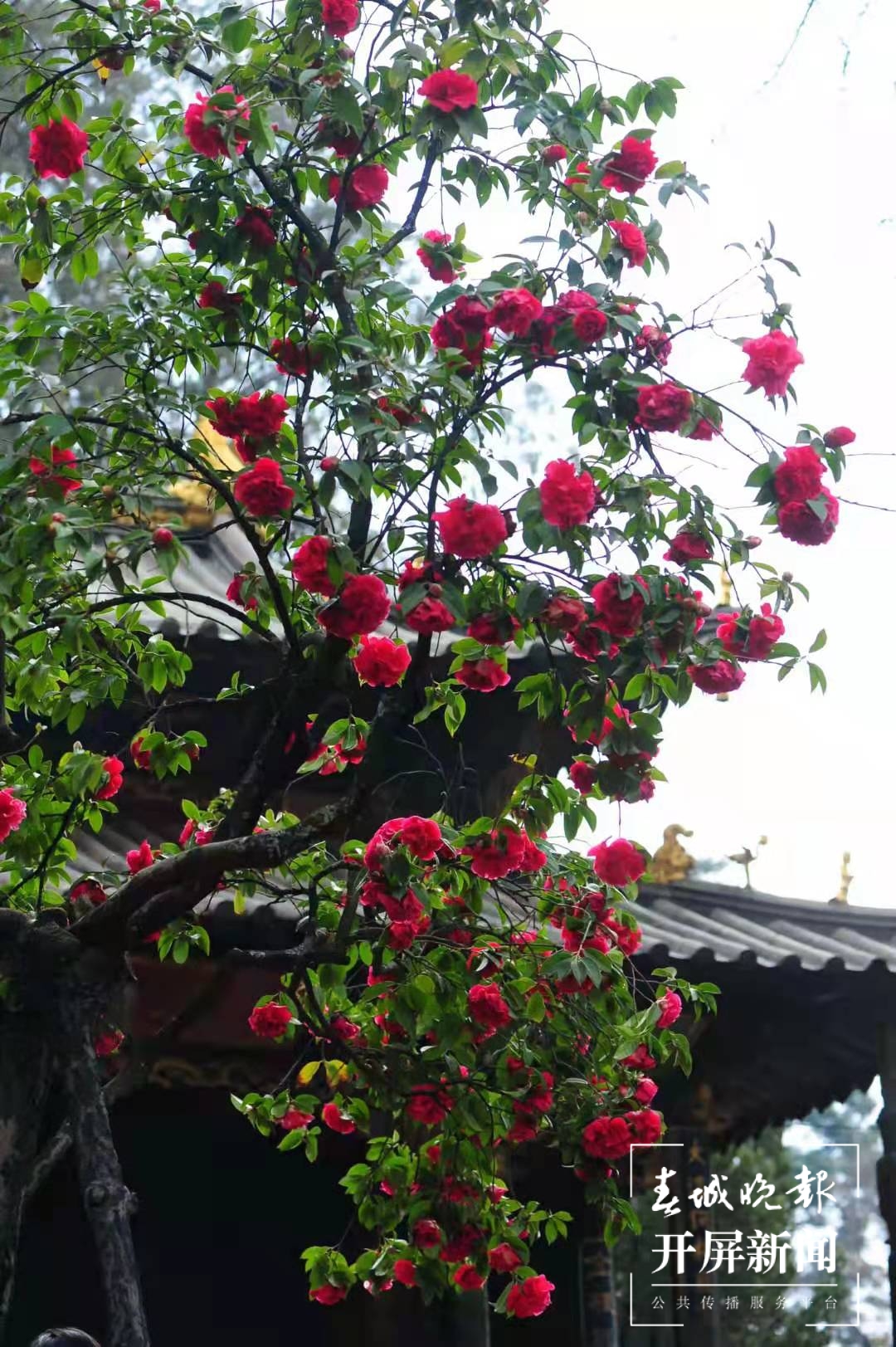 昆明各大公园（供图）