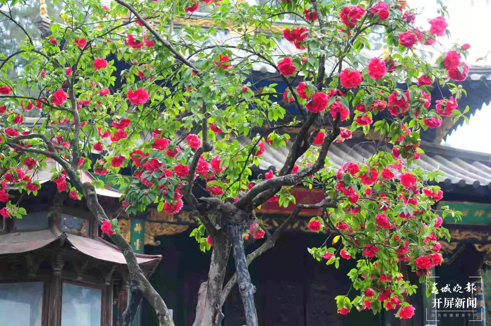 昆明各大公园（供图）