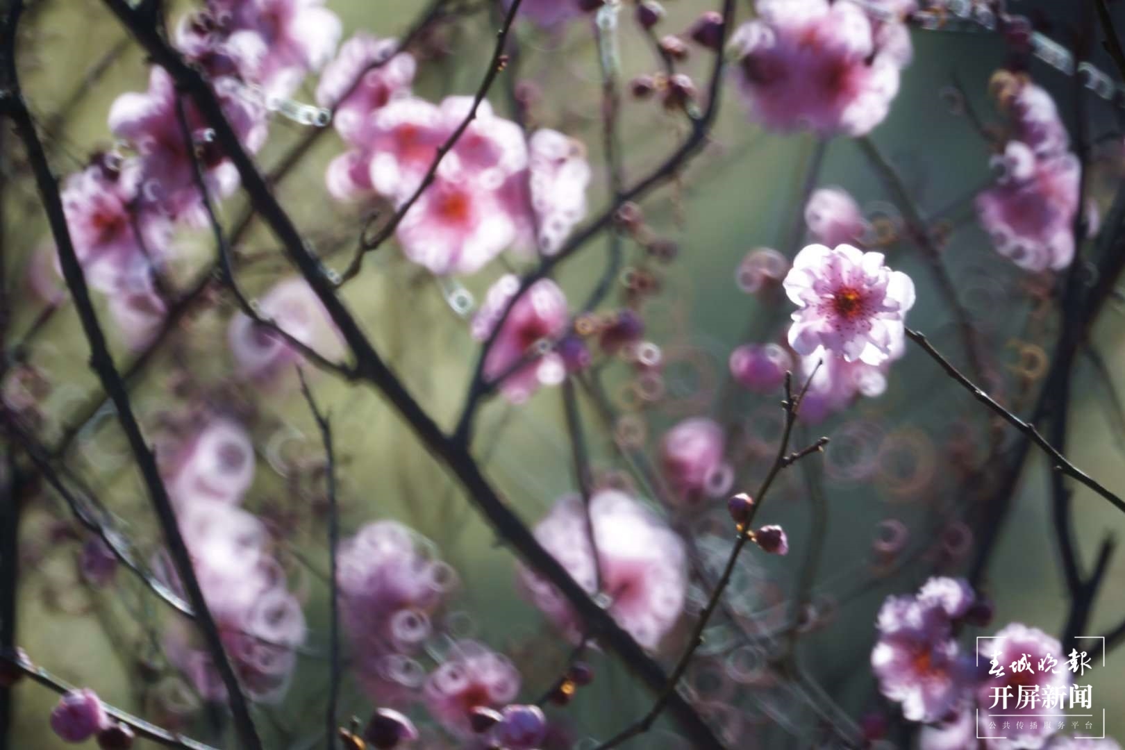 昆明各大公园（供图）