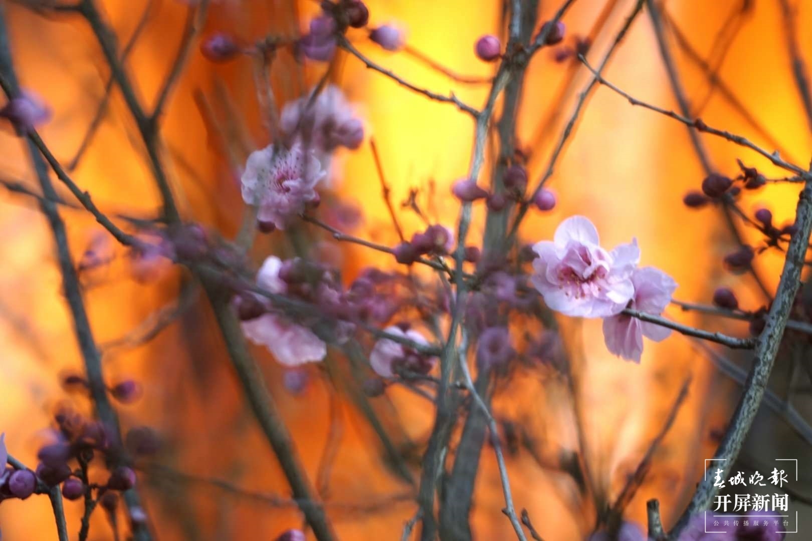 昆明各大公园（供图）