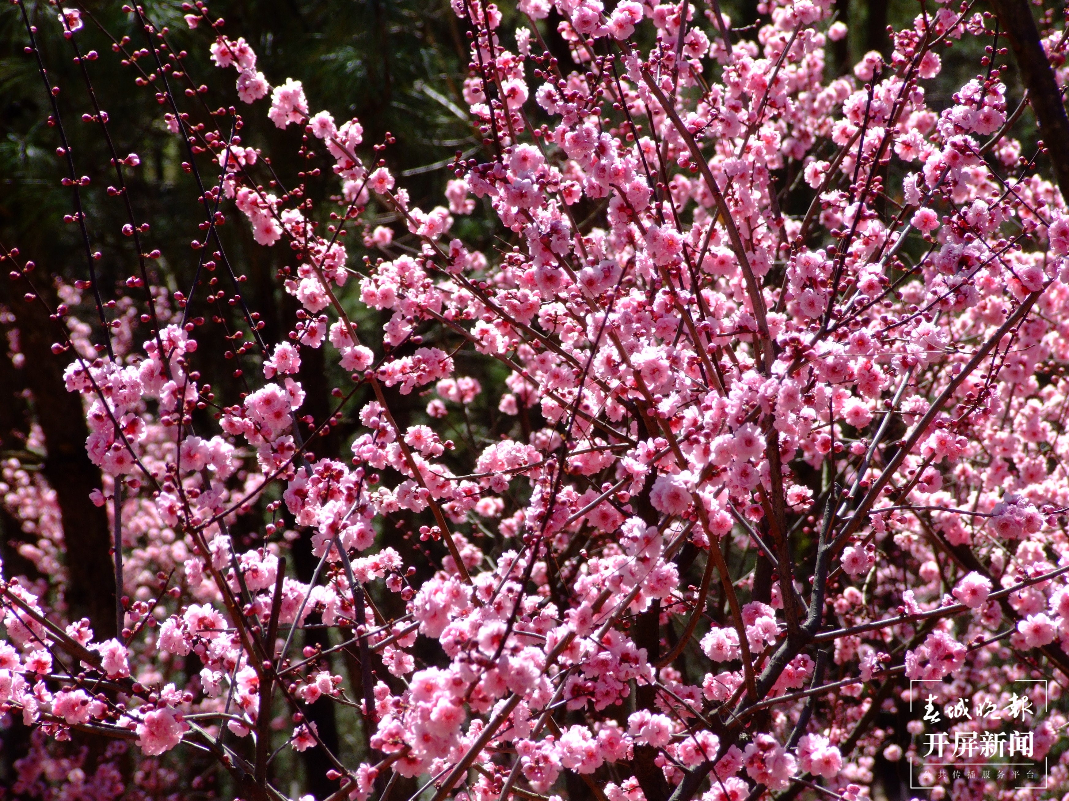 昆明各大公园（供图）