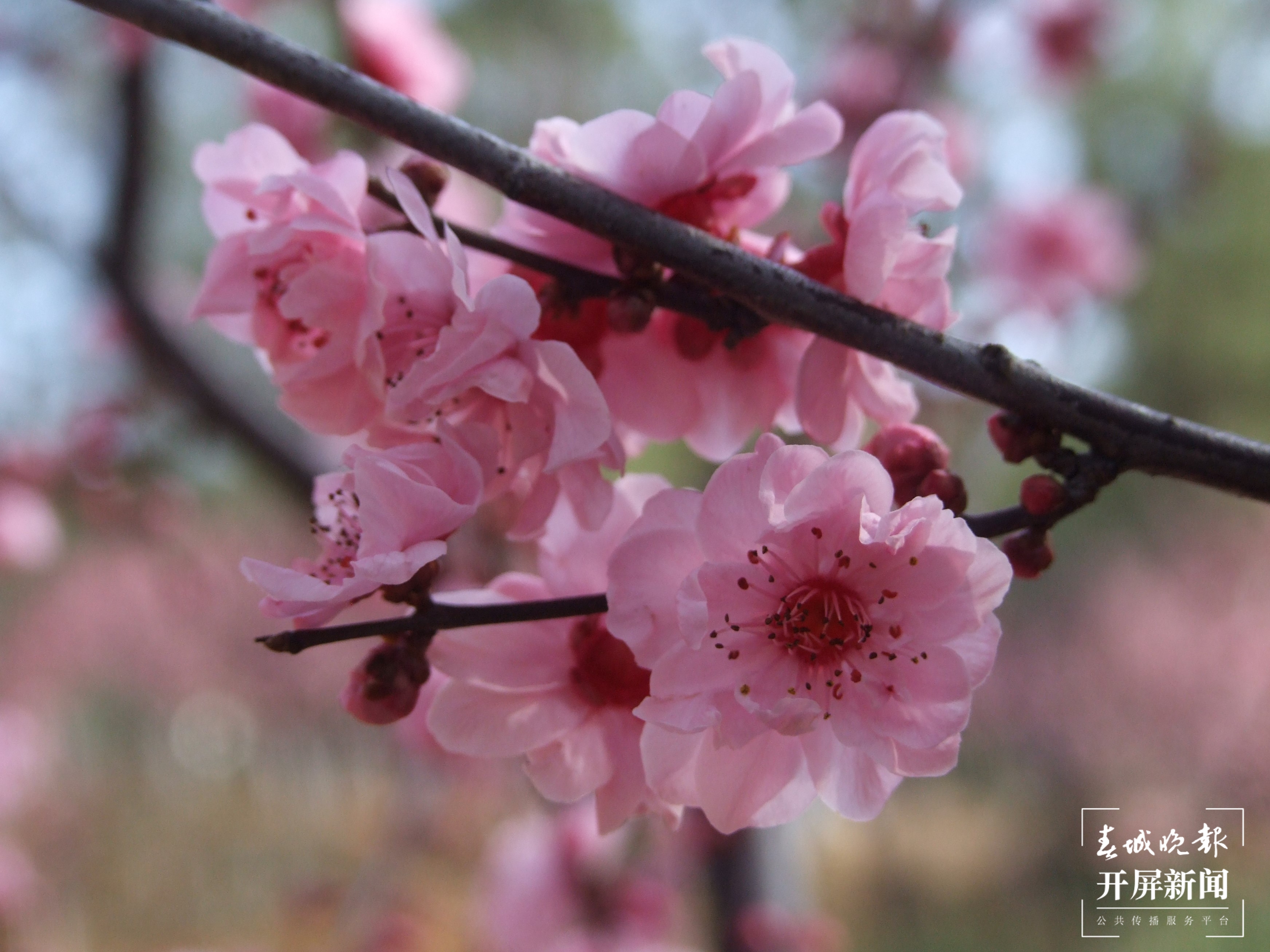 昆明各大公园（供图）