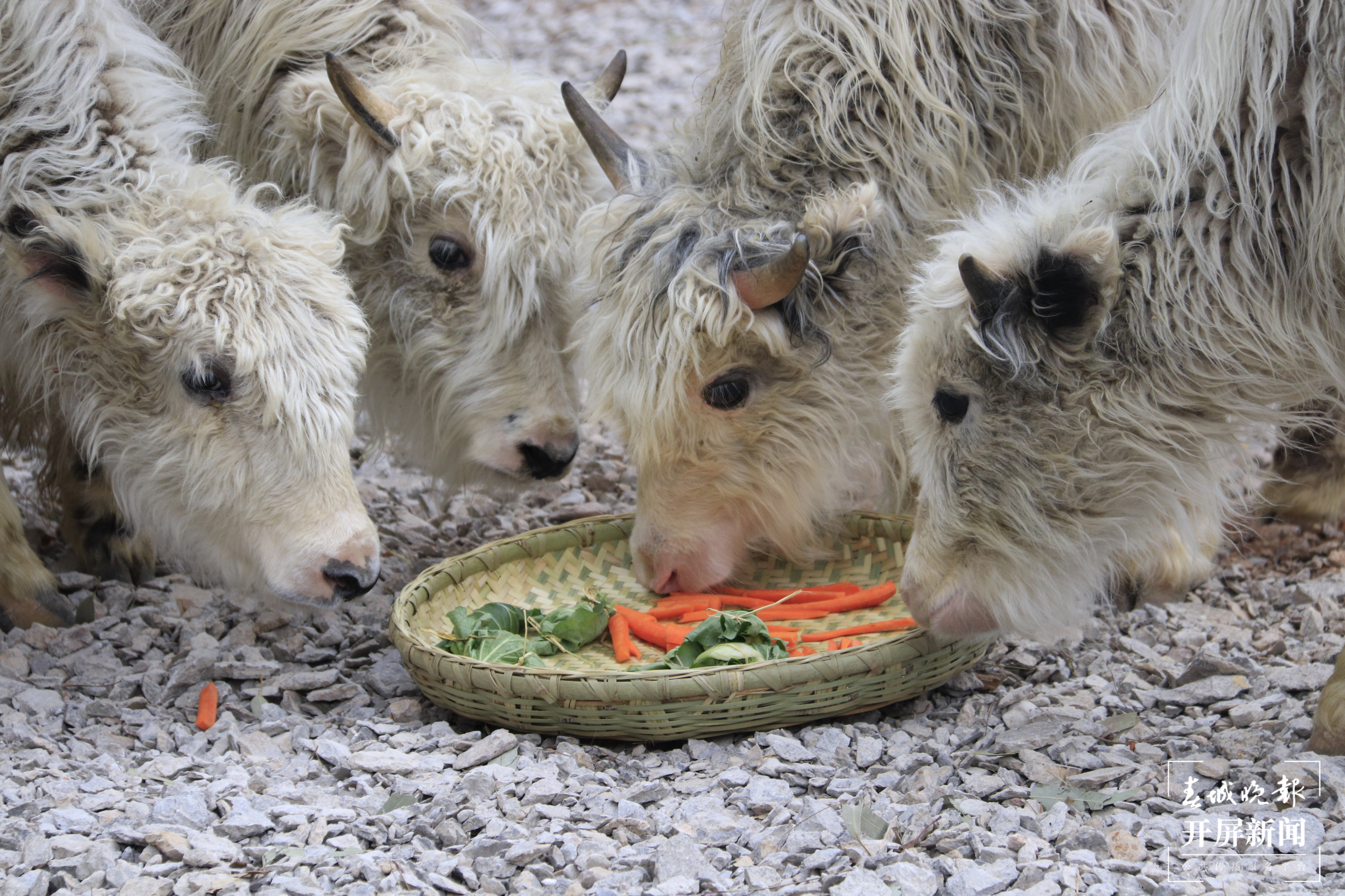 昆明各大公园（供图）