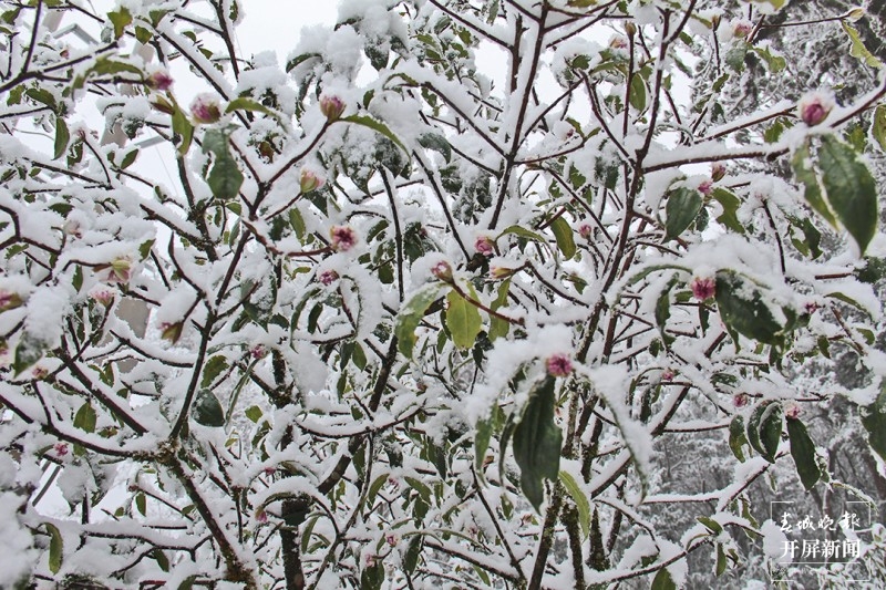 保山昌宁：佳节前天堂山喜迎飘雪 通讯员 高雪燕 李海燕 李杨 摄
