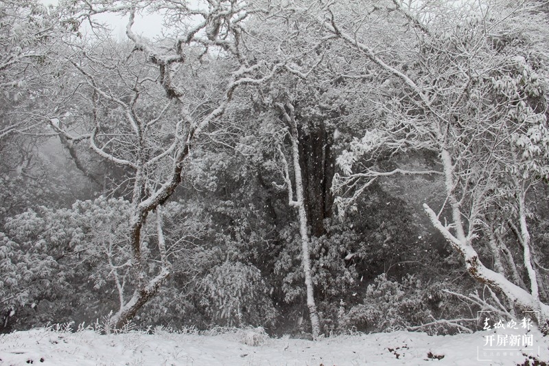 保山昌宁：佳节前天堂山喜迎飘雪 通讯员 高雪燕 李海燕 李杨 摄