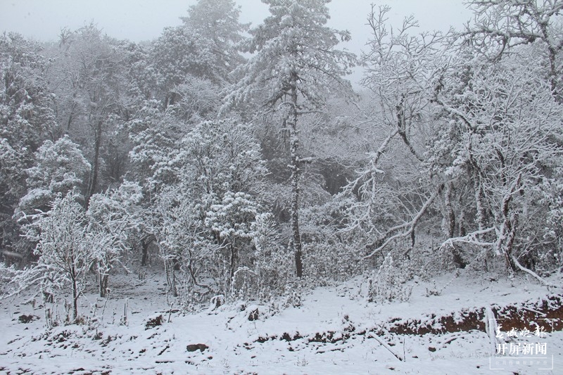 保山昌宁：佳节前天堂山喜迎飘雪 通讯员 高雪燕 李海燕 李杨 摄