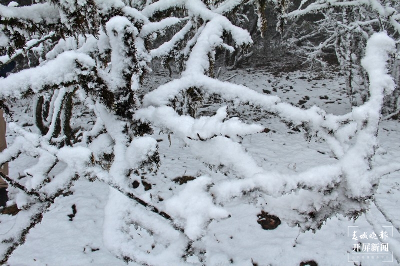 保山昌宁：佳节前天堂山喜迎飘雪 通讯员 高雪燕 李海燕 李杨 摄