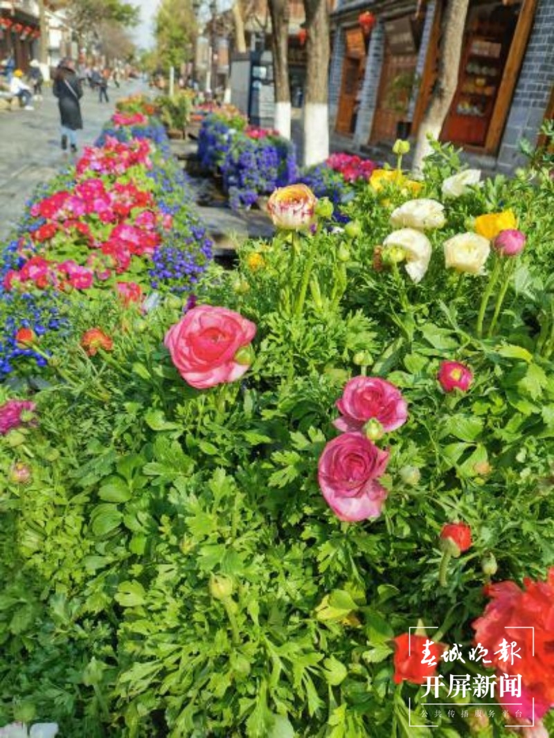 万盆鲜花筑成“风花雪月”，大理古城年味浓！  秦蒙琳 通讯员 张艳辉 高健 陈兴福 摄