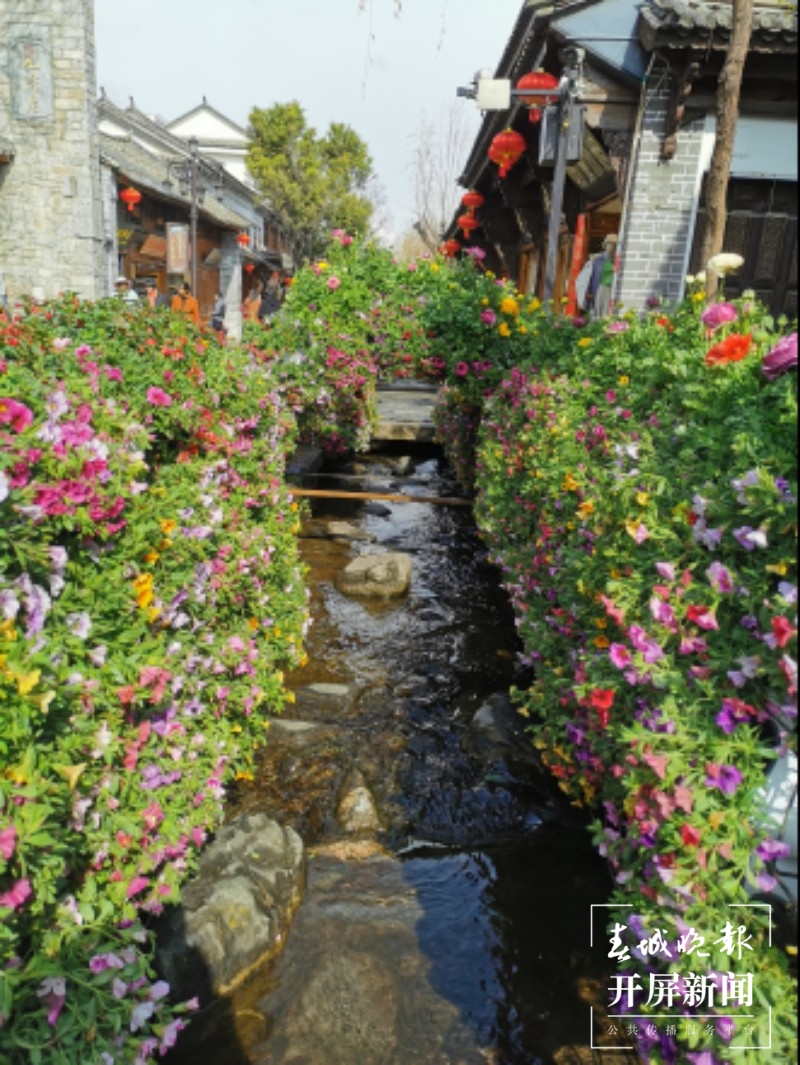 万盆鲜花筑成“风花雪月”，大理古城年味浓！  秦蒙琳 通讯员 张艳辉 高健 陈兴福 摄