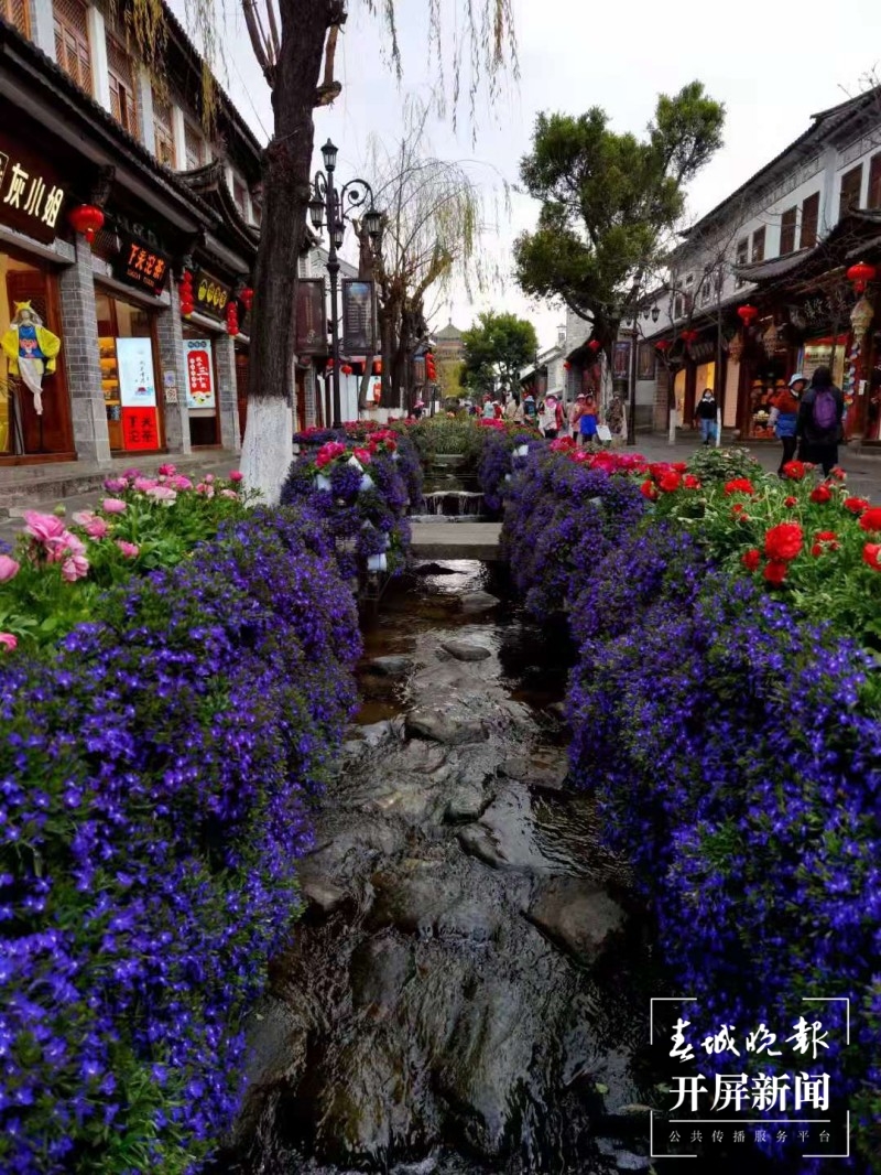 万盆鲜花筑成“风花雪月”，大理古城年味浓！  秦蒙琳 通讯员 张艳辉 高健 陈兴福 摄