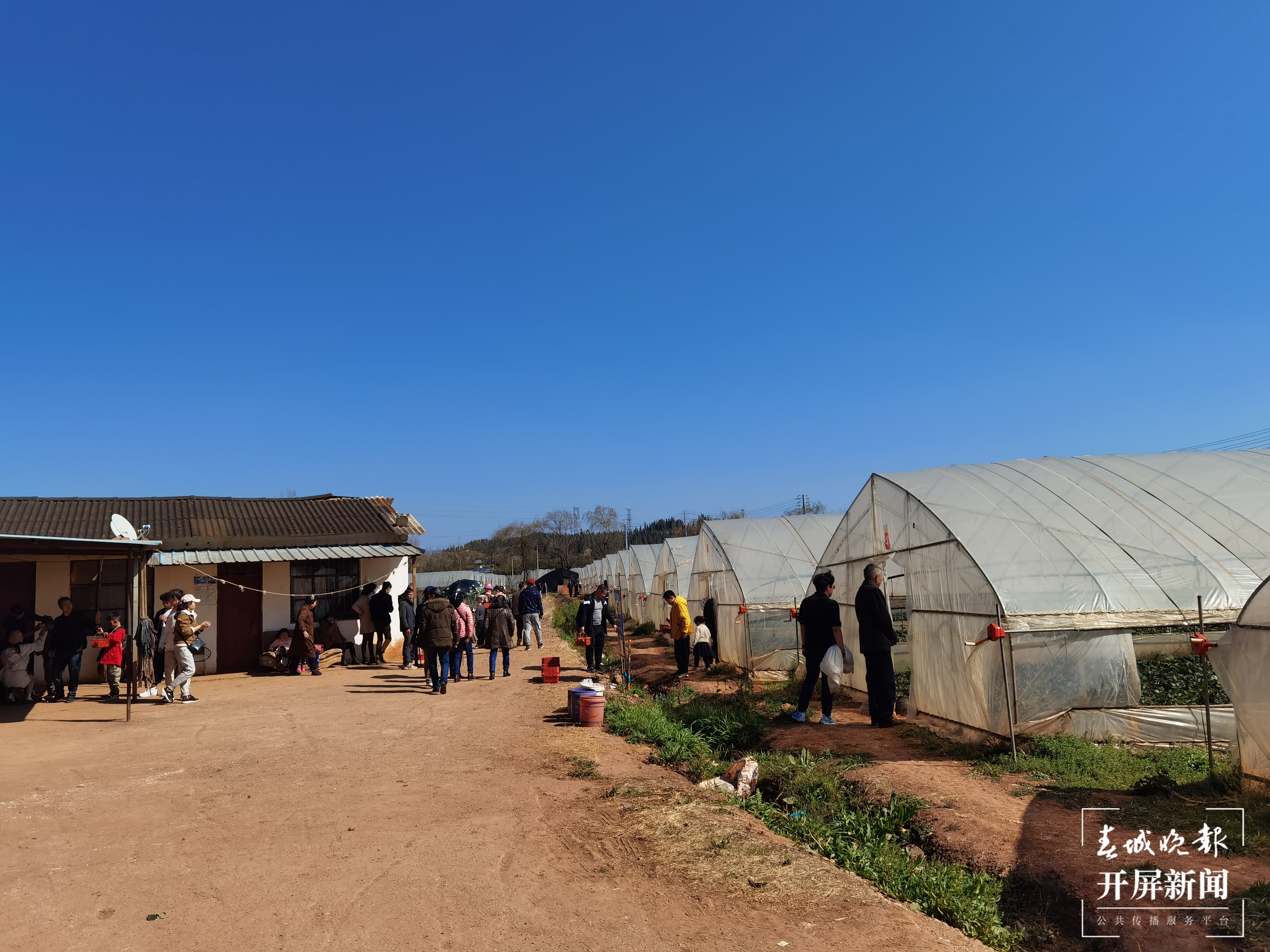 安宁螳螂川边摘草莓（春城晚报-开屏新闻记者 费丹艺 摄）