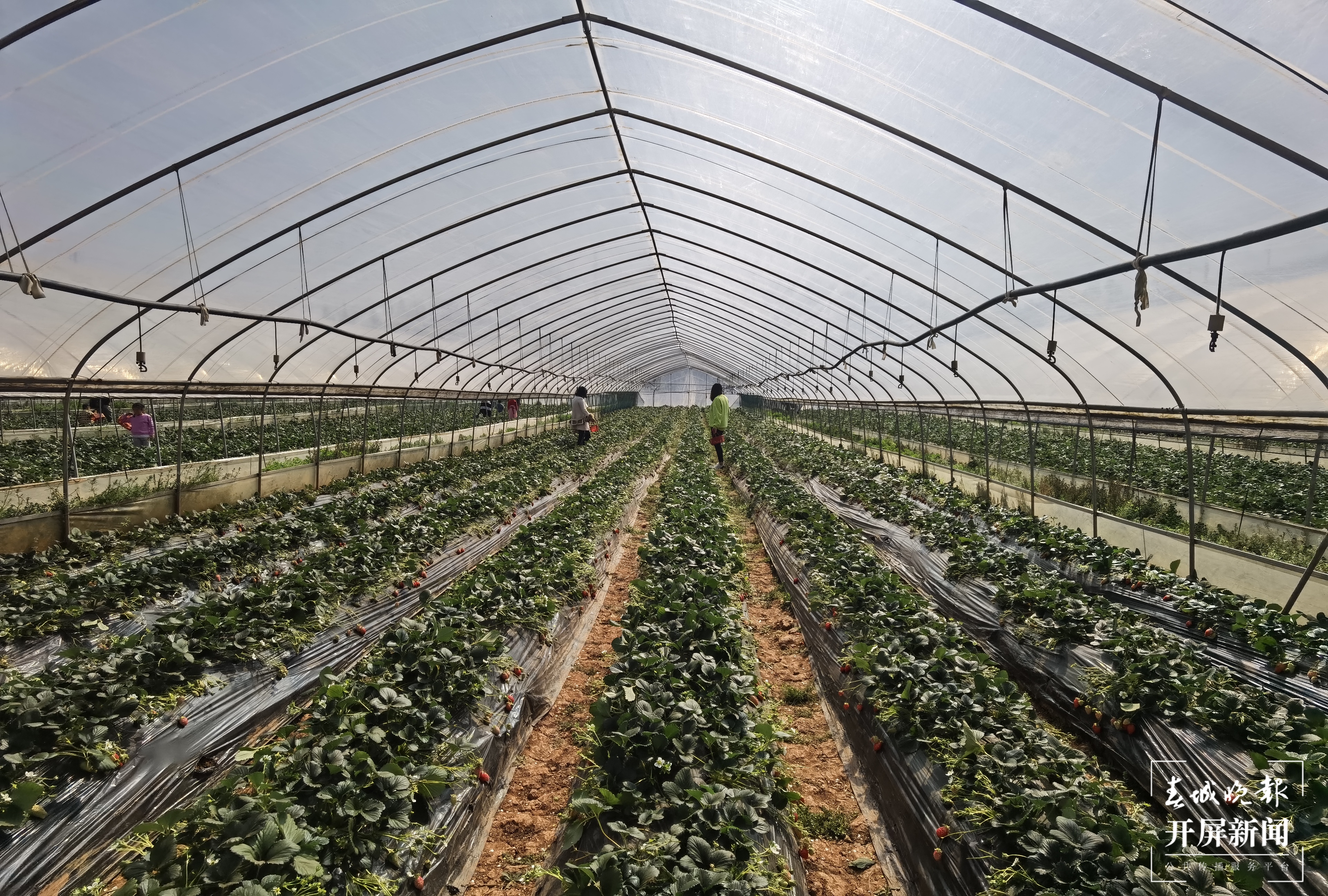 安宁螳螂川边摘草莓（春城晚报-开屏新闻记者 费丹艺 摄）