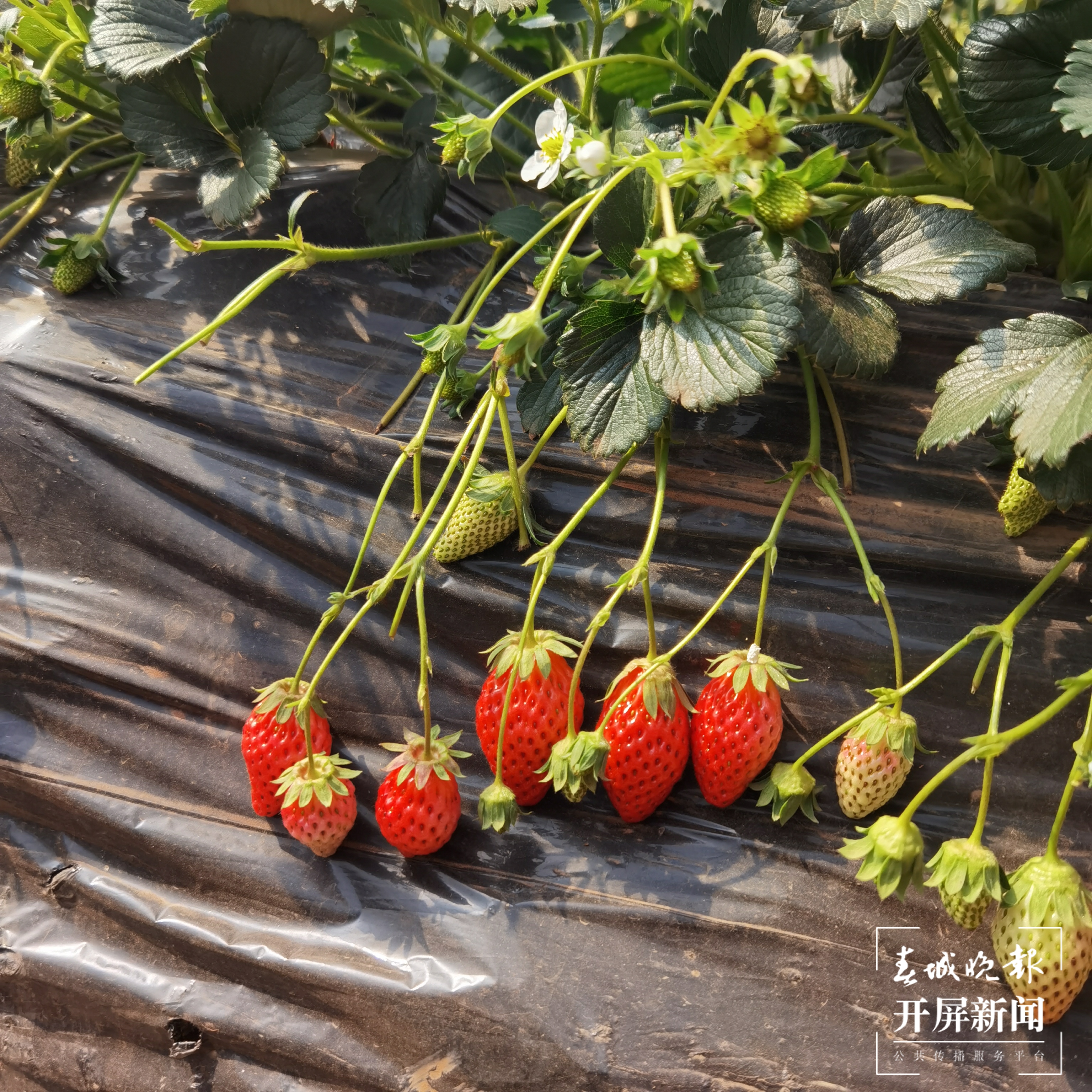 安宁螳螂川边摘草莓（春城晚报-开屏新闻记者 费丹艺 摄）