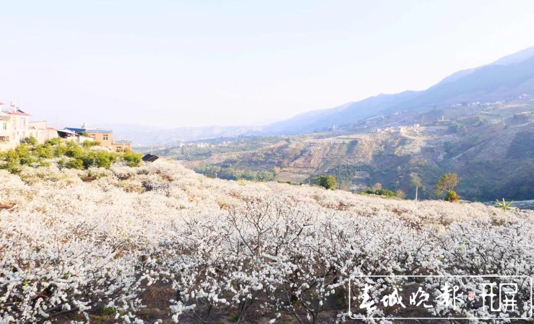 元江曼来万亩桃李花竞芬芳 踏青赏花正当时 (4).jpg