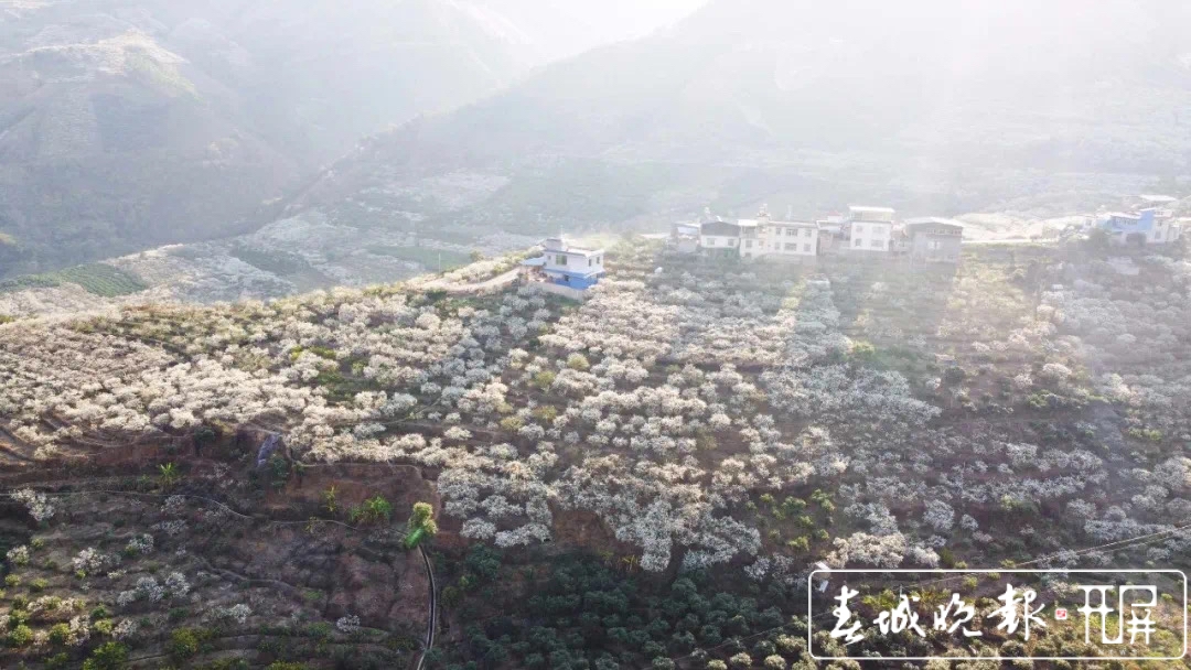 元江曼来万亩桃李花竞芬芳 踏青赏花正当时 (3).jpg