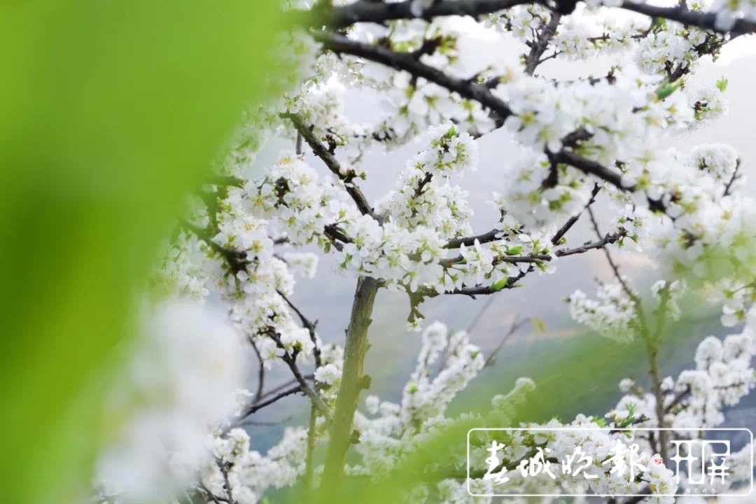 元江曼来万亩桃李花竞芬芳 踏青赏花正当时 (2).jpg