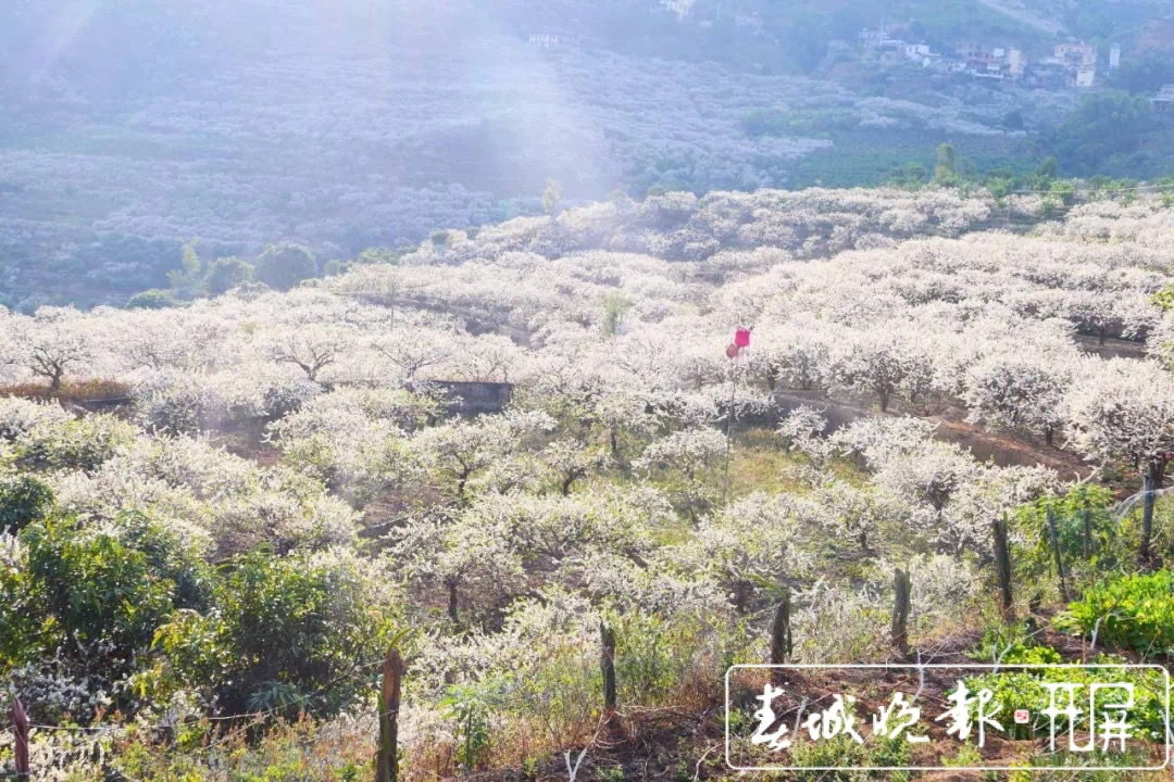 元江曼来万亩桃李花竞芬芳 踏青赏花正当时 (7).jpg