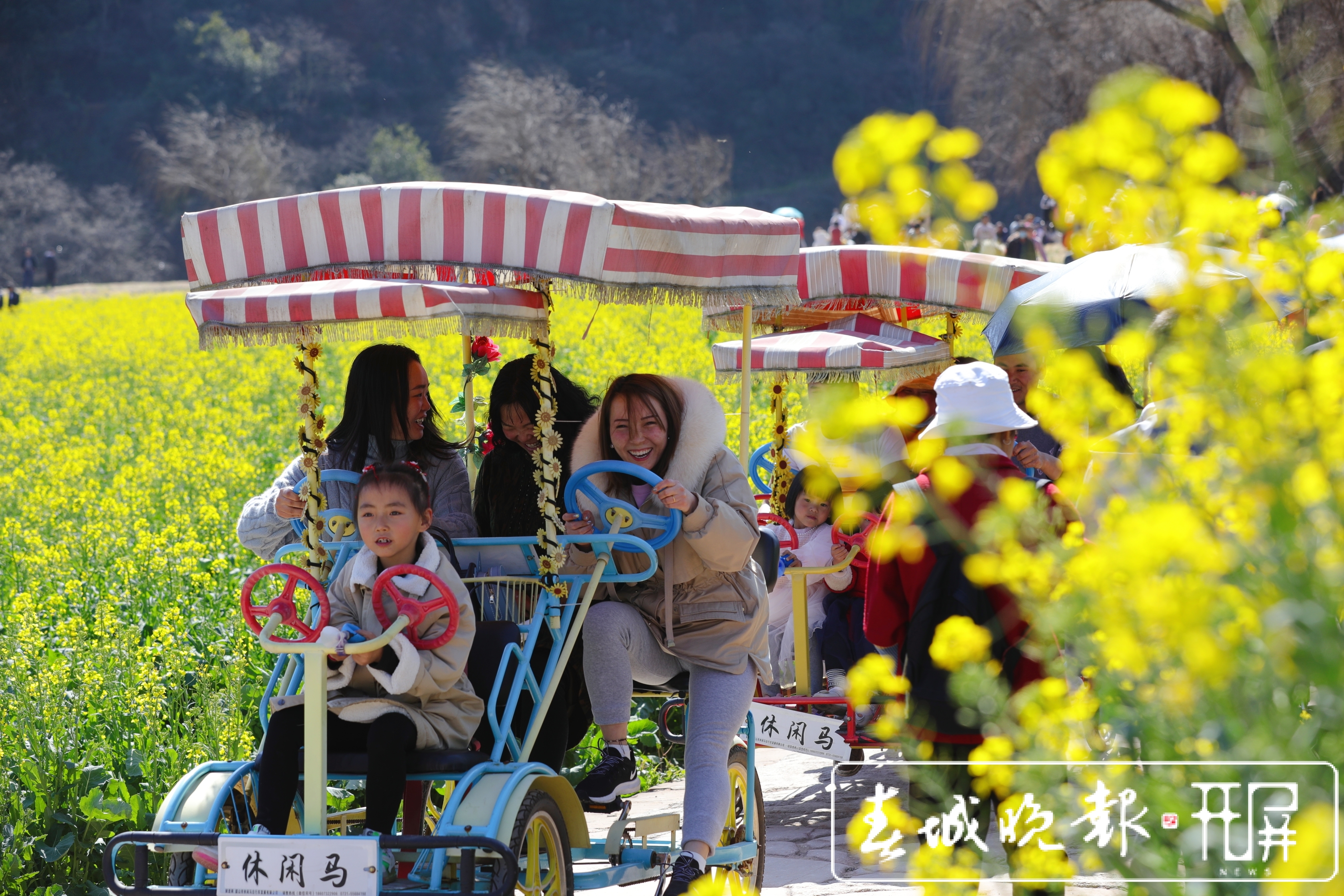 安宁牧羊湖万亩油菜花盛放 (2).jpg