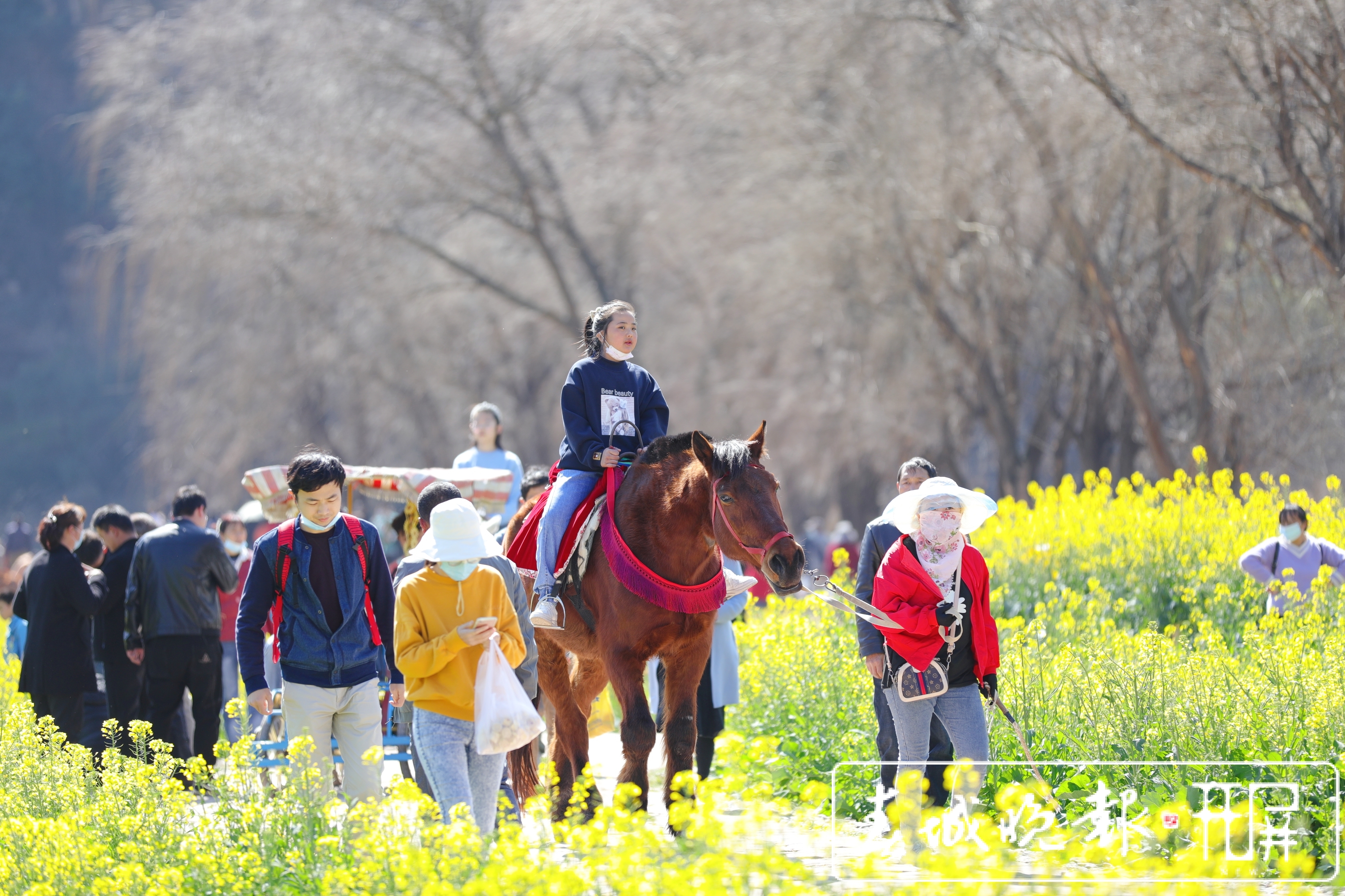 安宁牧羊湖万亩油菜花盛放 (1).jpg