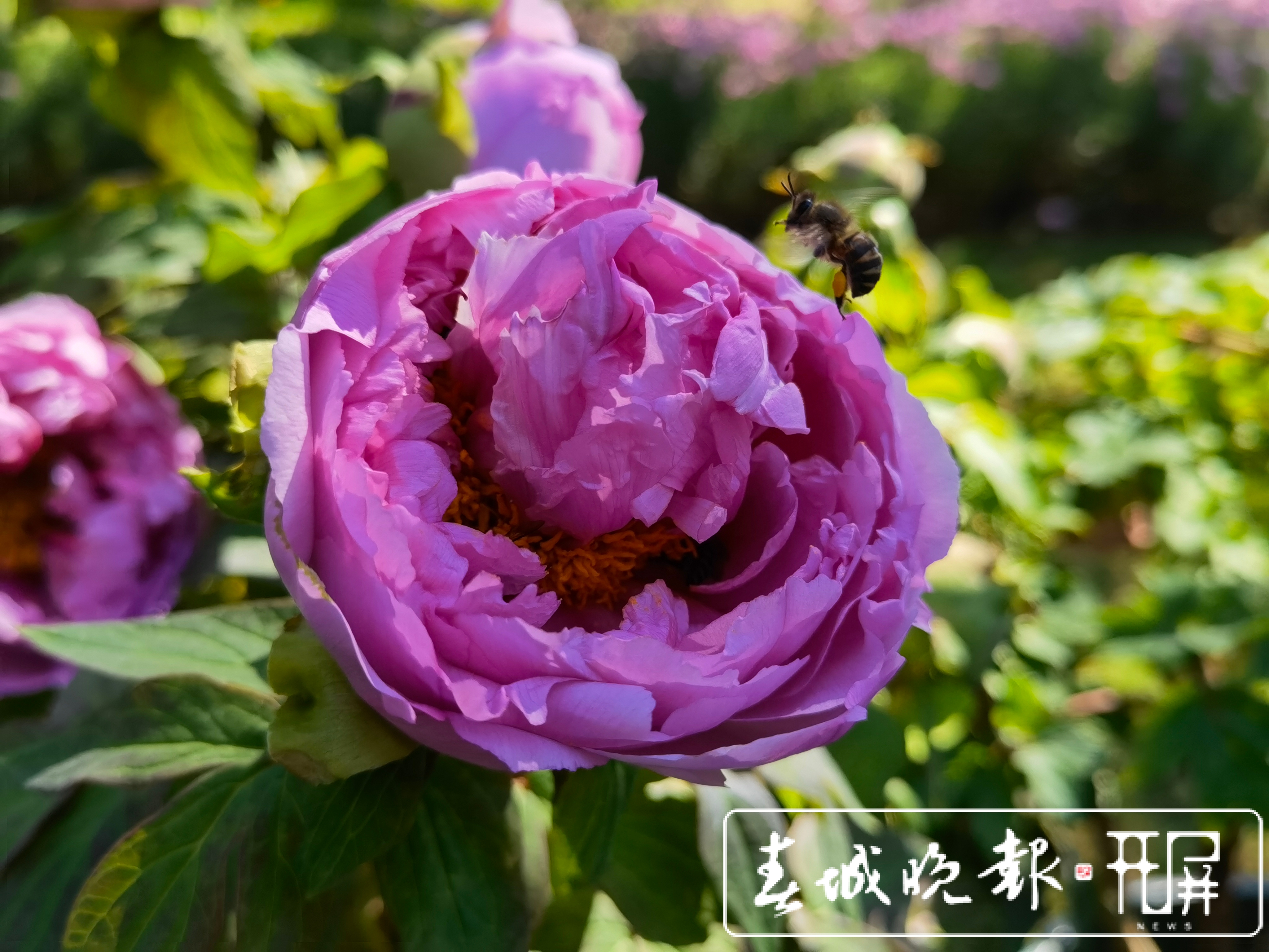 春节长假，昆明市属公园游客接待人数超50万