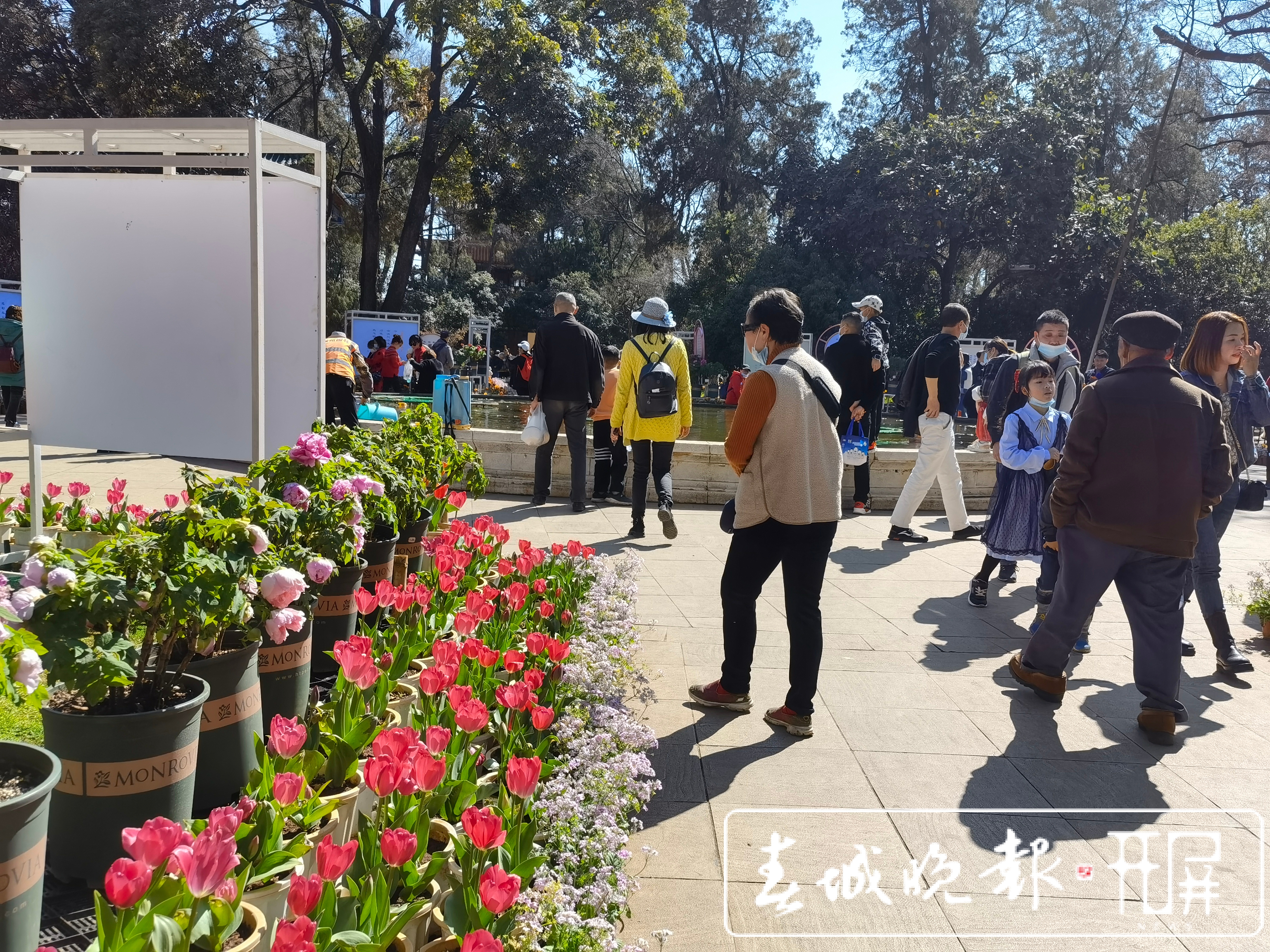 春节长假，昆明市属公园游客接待人数超50万