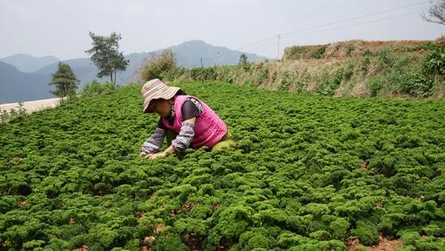云报头条丨 看名企名品故事，聚焦“企业帮 乡村兴”的“玉溪之变”