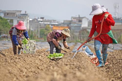云报头条丨 看名企名品故事，聚焦“企业帮 乡村兴”的“玉溪之变”