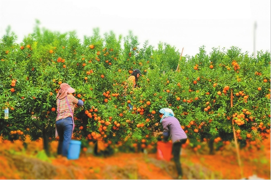 云报头条丨 看名企名品故事，聚焦“企业帮 乡村兴”的“玉溪之变”