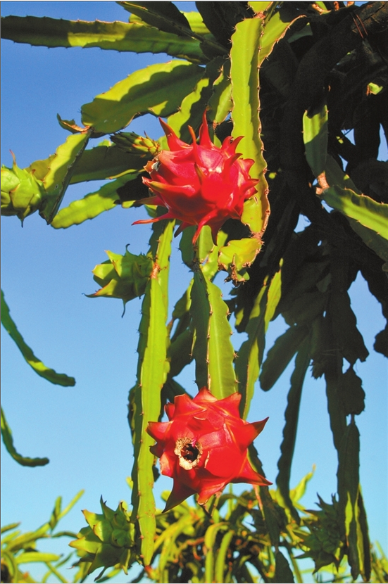 云报头条丨 看名企名品故事，聚焦“企业帮 乡村兴”的“玉溪之变”