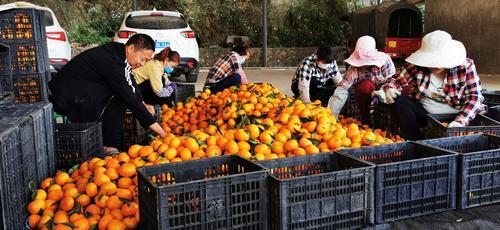 云报头条丨 看名企名品故事，聚焦“企业帮 乡村兴”的“玉溪之变”