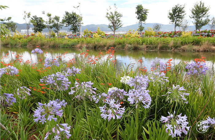 云报头条丨 看名企名品故事，聚焦“企业帮 乡村兴”的“玉溪之变”