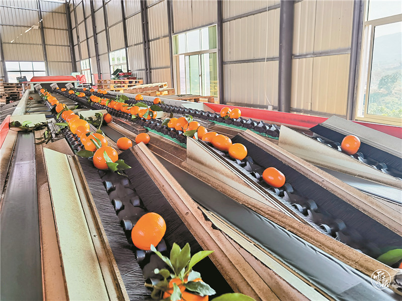 云报头条丨 看名企名品故事，聚焦“企业帮 乡村兴”的“玉溪之变”