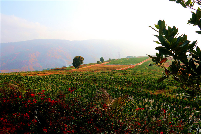 云报头条丨 看名企名品故事，聚焦“企业帮 乡村兴”的“玉溪之变”