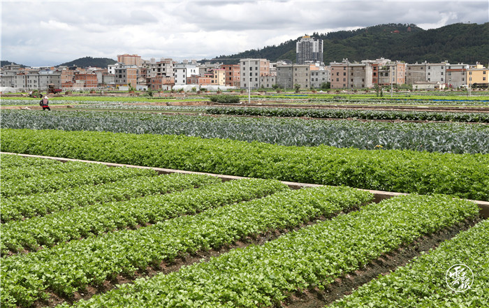 云报头条丨 看名企名品故事，聚焦“企业帮 乡村兴”的“玉溪之变”