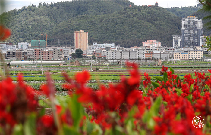 云报头条丨 看名企名品故事，聚焦“企业帮 乡村兴”的“玉溪之变”