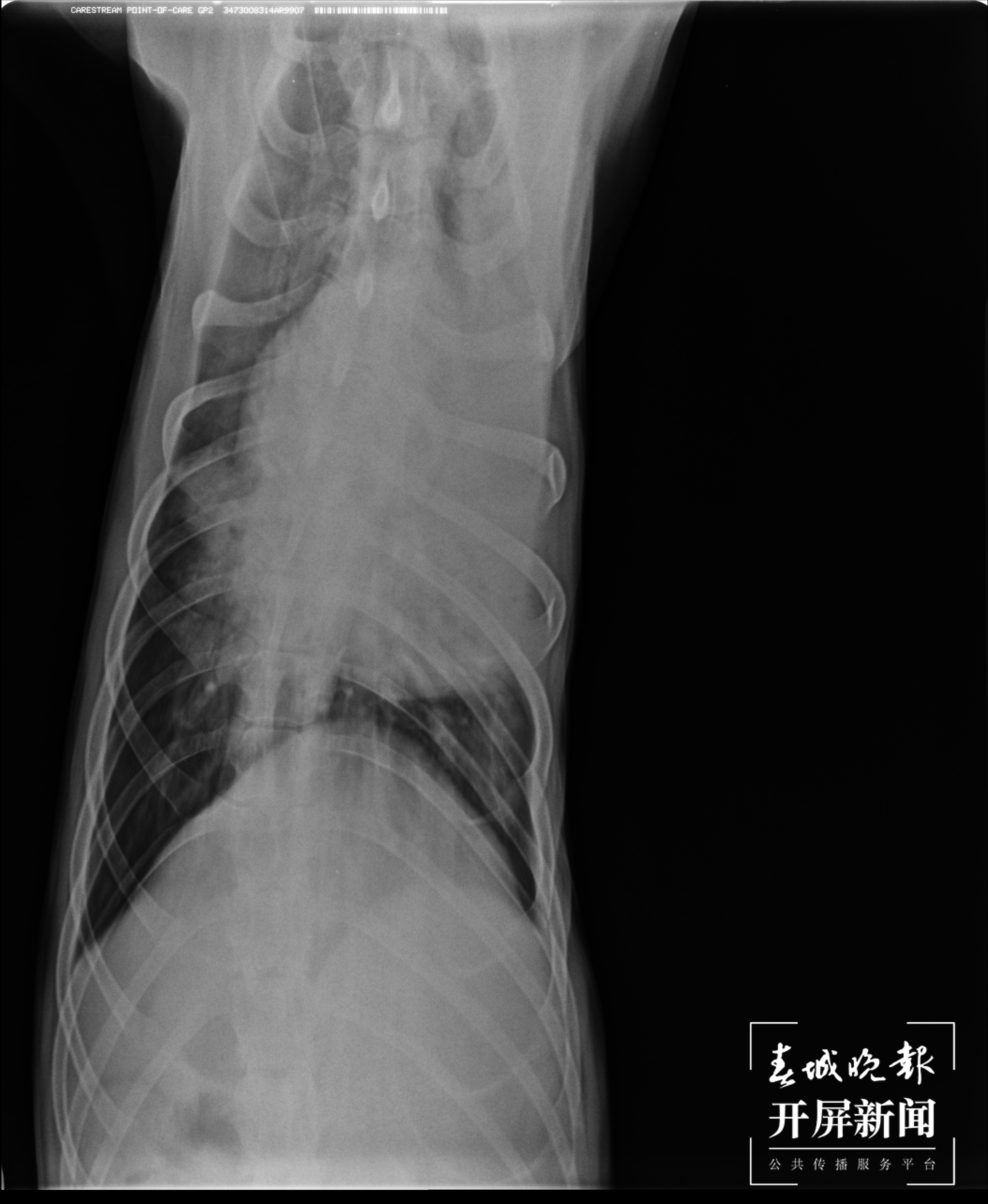 寄养的狗狗意外生病