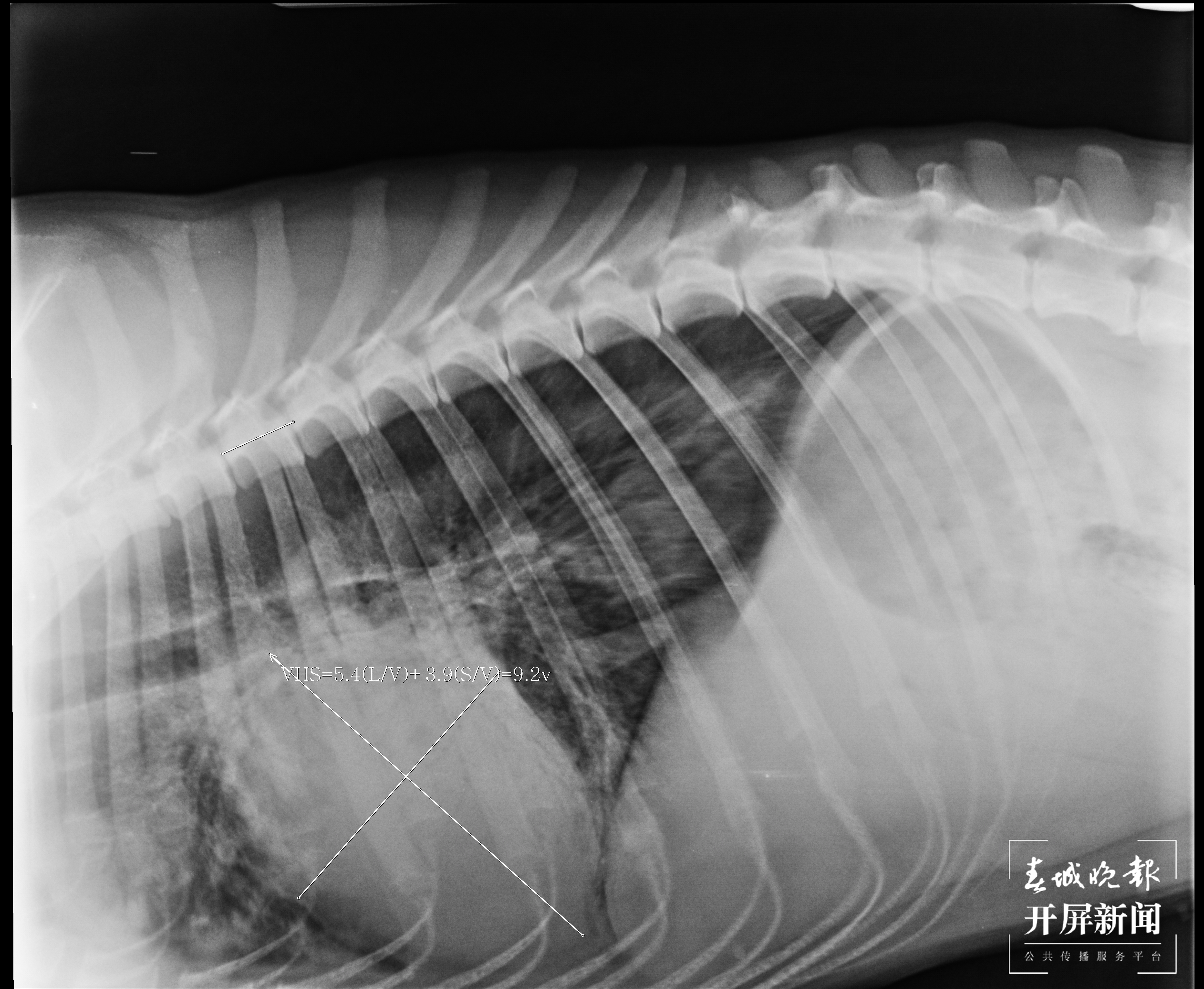 寄养的狗狗意外生病