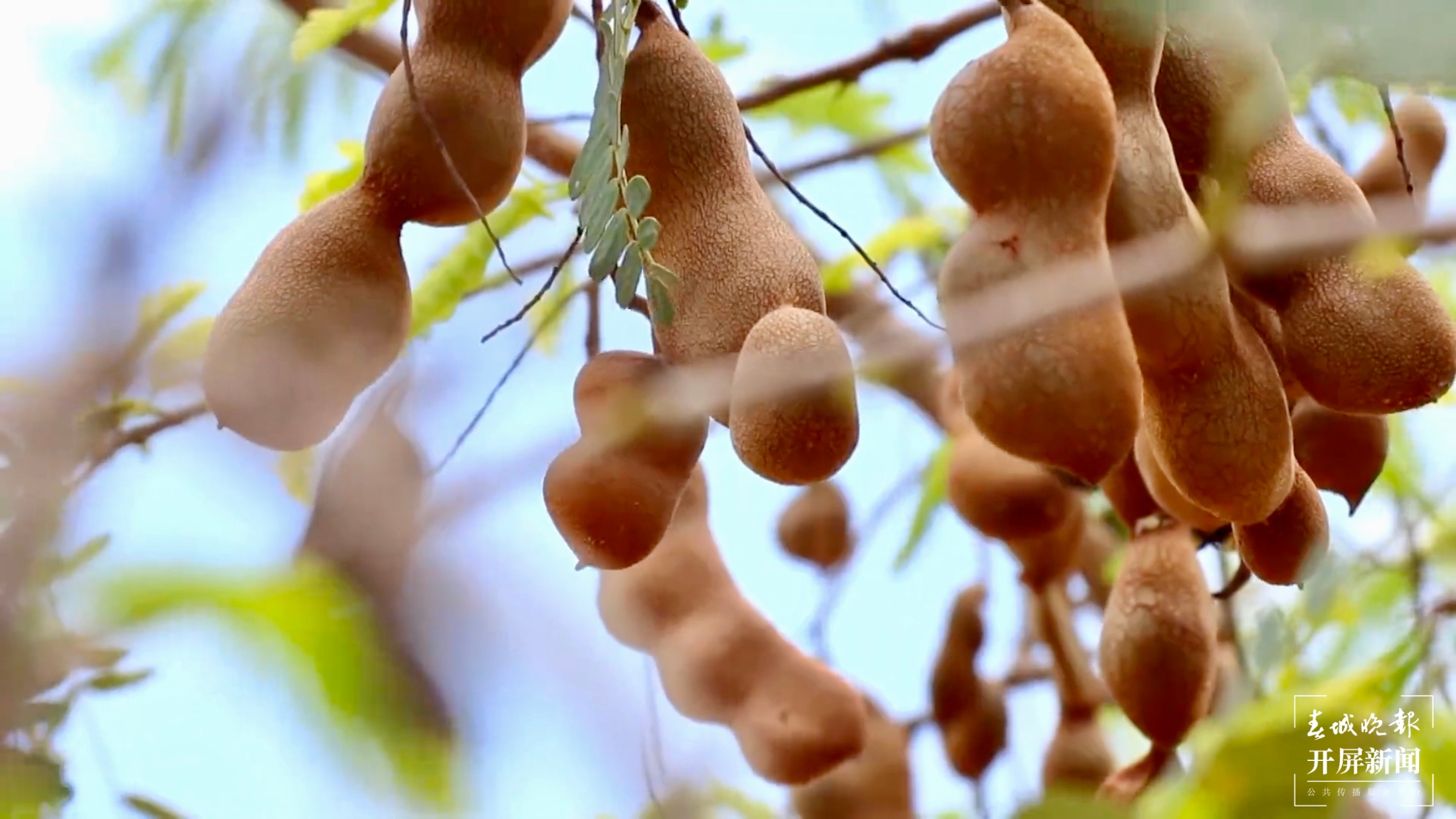 名企名品看玉溪 | 猫哆哩：酸角糕在云南市场占有率达80%