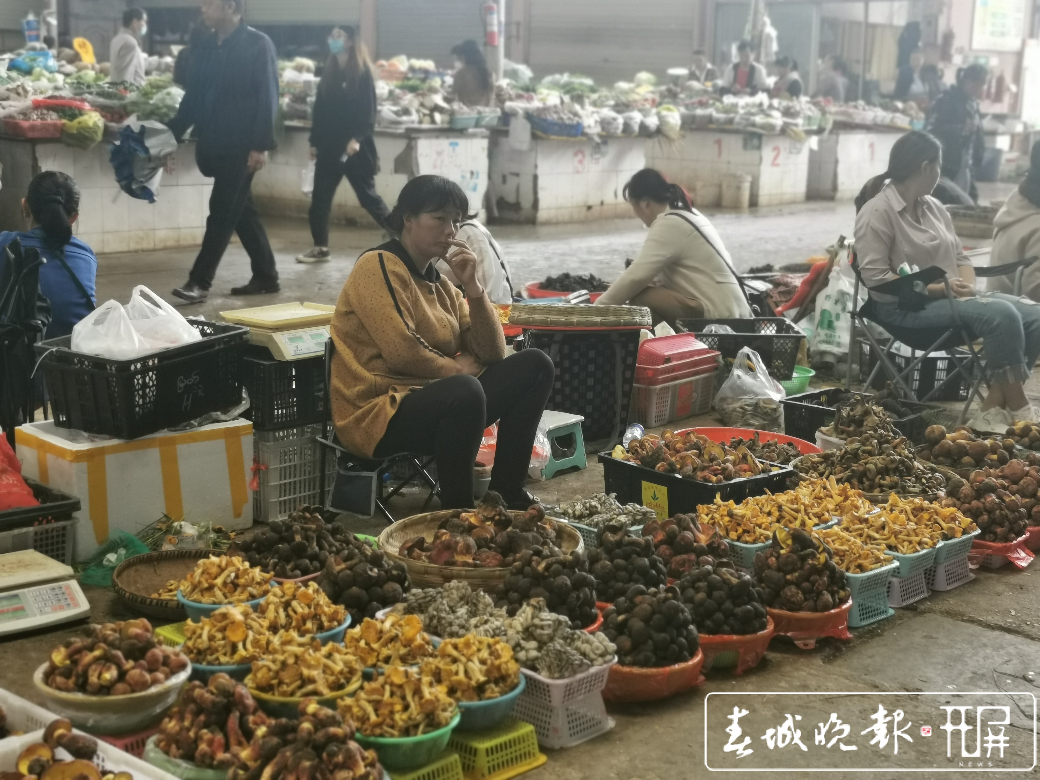 720 李赛 见手青低至75元，青头菌低至50元，昆明市民出现报复性买菌