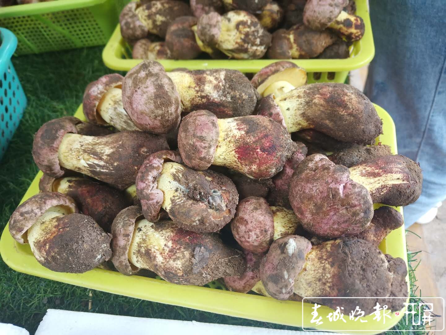 市民怀疑买到的青头菌被注水，商贩称菌子注水损人不利己