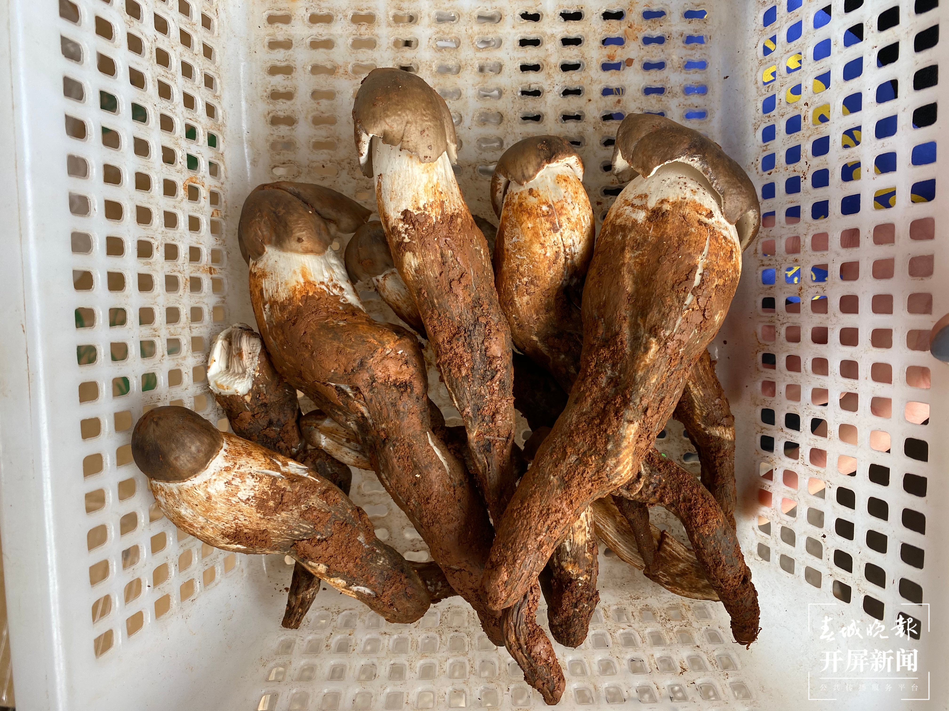 2800元/公斤！云南第一窝鸡枞上市，吃货会被价格劝退吗？