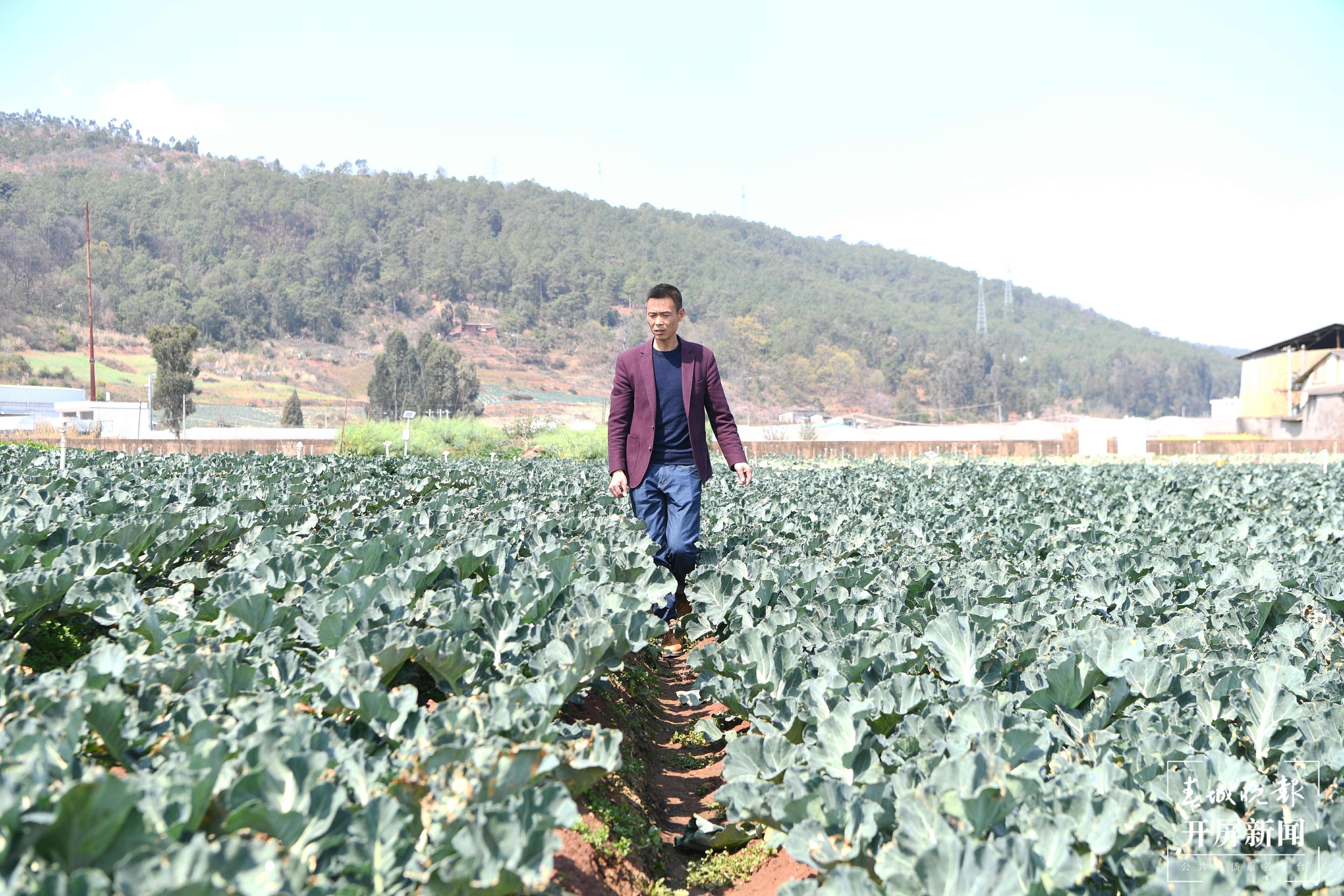 高原农业技术人员蒲江波在田地里查看植物长势。李冉 摄.jpg