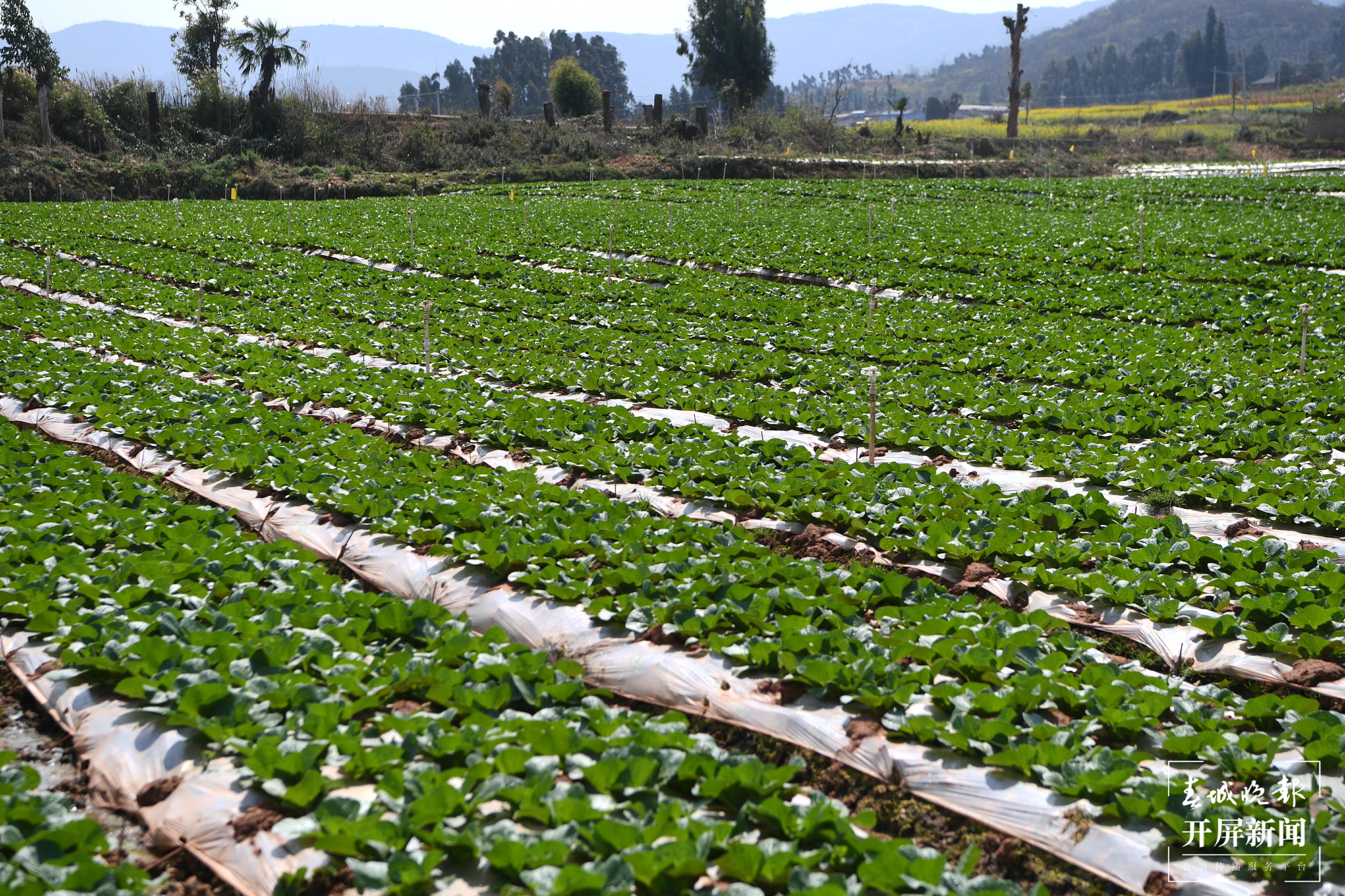 通海高原农产品有限公司基地。李冉 摄.jpg